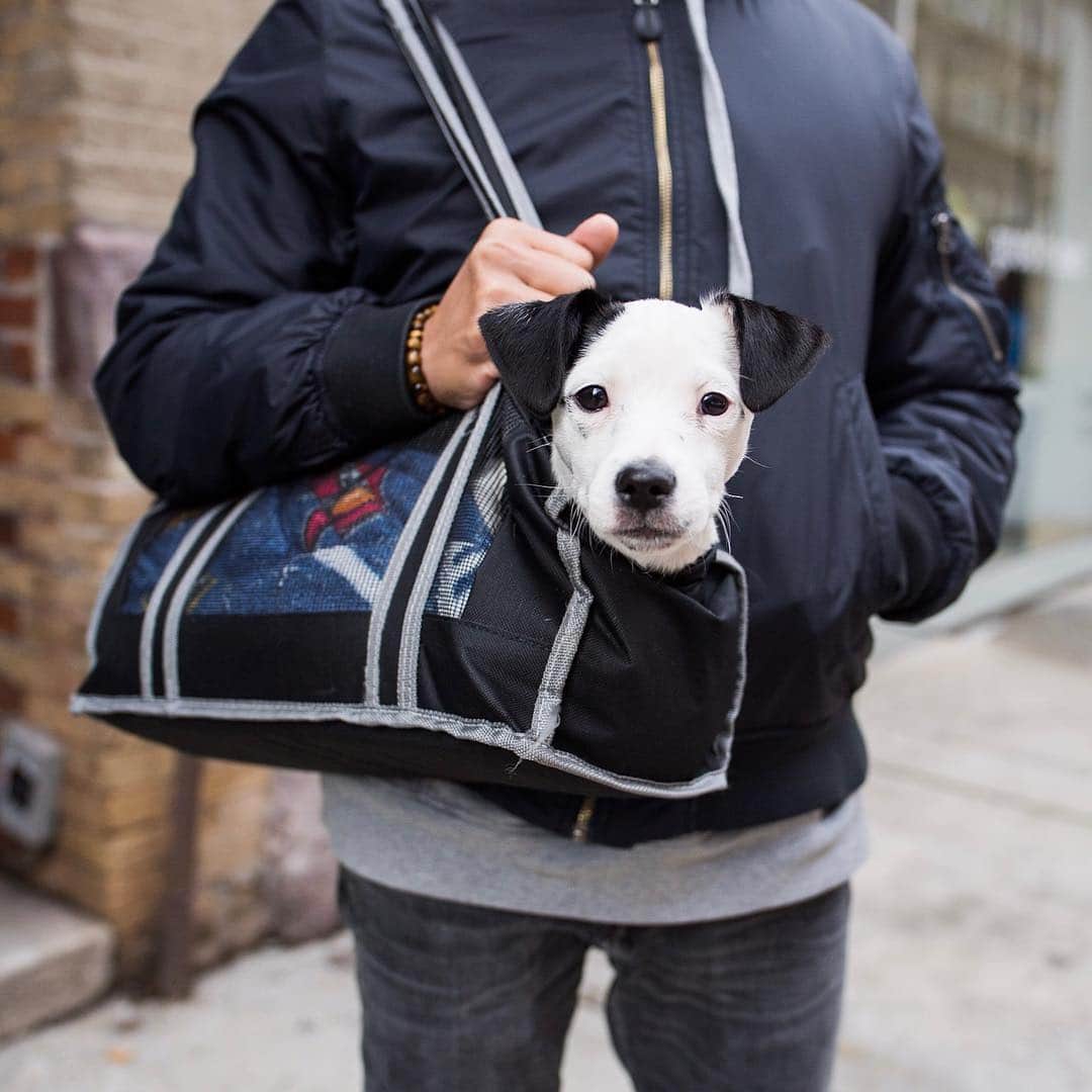 The Dogistさんのインスタグラム写真 - (The DogistInstagram)「Broc, Jack Russell Terrier/Shih Tzu mix (4 m/o), Elizabeth & Houston St., New York, NY • “He got a time-out today for going on the rug at work.” @mybuddybroc」3月26日 23時59分 - thedogist