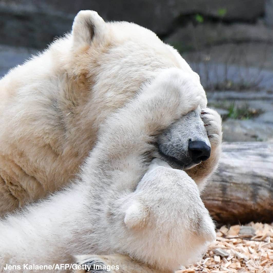 ABC Newsさんのインスタグラム写真 - (ABC NewsInstagram)「PLAY TIME: Polar bear Tonja romps around with her newborn cub at a Berlin zoo. #bears #polarbears #zoo #cuteanimals」3月27日 0時05分 - abcnews
