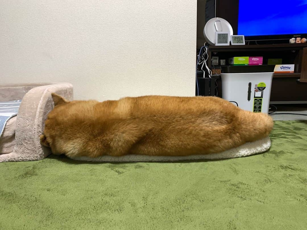 まる（まるたろう）さんのインスタグラム写真 - (まる（まるたろう）Instagram)「The height is. . .4 boxes✨🐶💤✨そろそろ寝ましょうかね #まるちゃんがまた長くなって寝てるね  #ヒソヒソ #測りますか #ながっ #すごっ #しゅごっ #ティッシュ4箱分確認しました #MM隊の定期検診」3月27日 0時15分 - marutaro