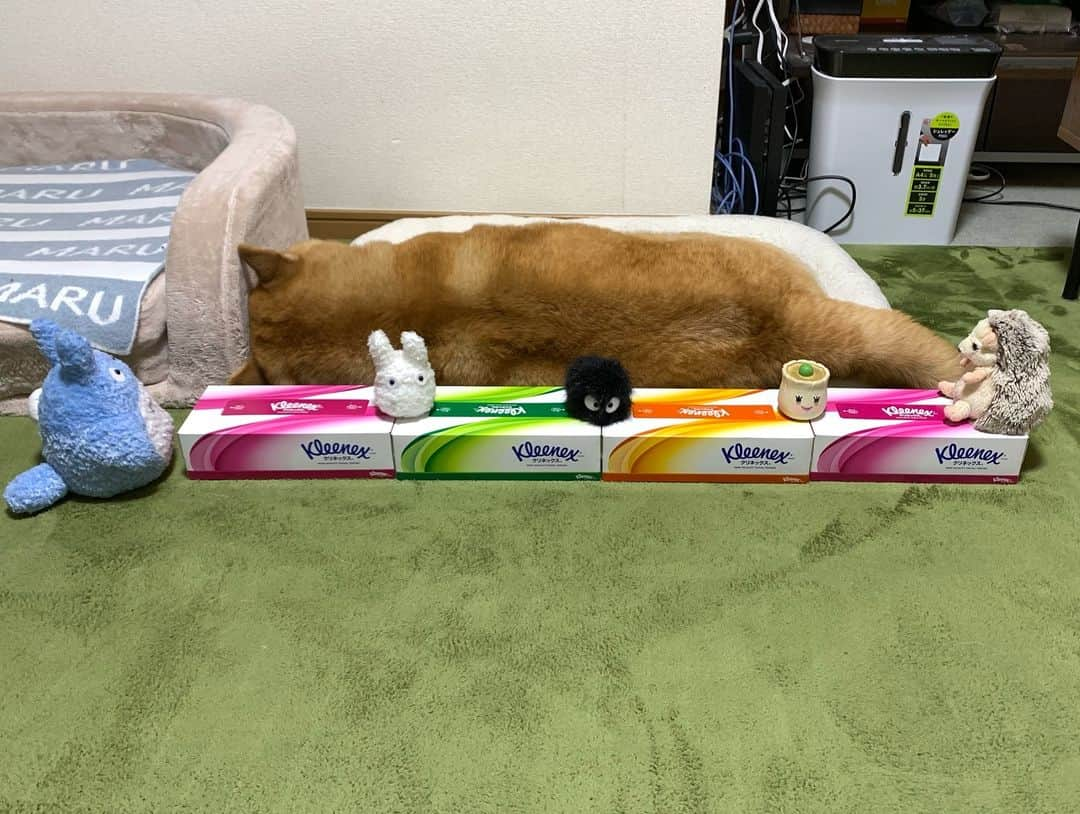 まる（まるたろう）さんのインスタグラム写真 - (まる（まるたろう）Instagram)「The height is. . .4 boxes✨🐶💤✨そろそろ寝ましょうかね #まるちゃんがまた長くなって寝てるね  #ヒソヒソ #測りますか #ながっ #すごっ #しゅごっ #ティッシュ4箱分確認しました #MM隊の定期検診」3月27日 0時15分 - marutaro