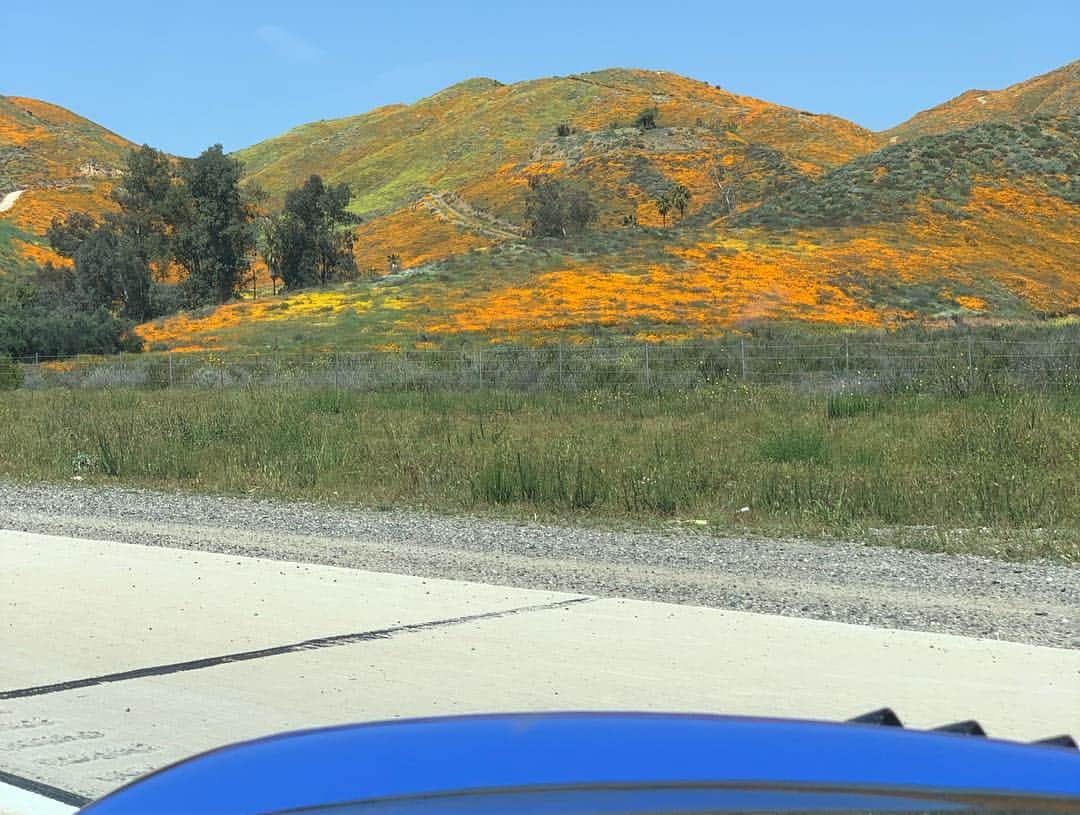 ジェンソン・バトンさんのインスタグラム写真 - (ジェンソン・バトンInstagram)「Cruising the California poppy fields! 😍」3月27日 0時33分 - jensonbutton