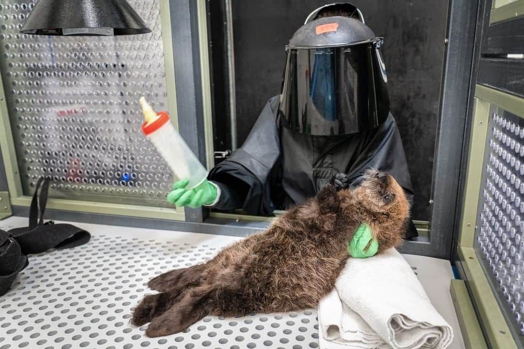 のインスタグラム：「Photo by Charlie Hamilton James @chamiltonjames | A sea otter pup relaxes after feeding on a bottle of milk at Monterey Bay Aquarium in California. The sea otter pup, named 853, was rescued after being found on a beach in central California. She is now just over five weeks old and in the process of starting solid food. Her caregivers wear disguises when they feed and interact with her so that she doesn't recognize humans: If she is to be released successfully, it's essential that she maintains a natural fear of humans.」