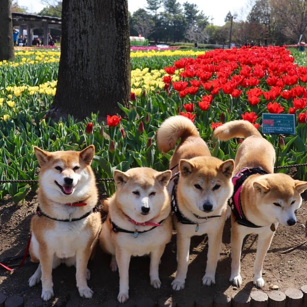 linnmamaさんのインスタグラム写真 - (linnmamaInstagram)「チューリップ🌷祭@木曽三川公園💖〜スワイプしてね😍〜①昨日から始まったチューリップ🌷祭〜きれいに咲いてました😊〜②カラフル💕〜③赤いチューリップ🌷〜④チューリップ畑〜風は強かったけど、暖かくて楽しい花活💐できたよ😍  #柴犬#dog#柴犬凜の勇気凜々every day#shibastagram#チューリップ祭り #木曽三川公園」3月27日 1時00分 - linnmama