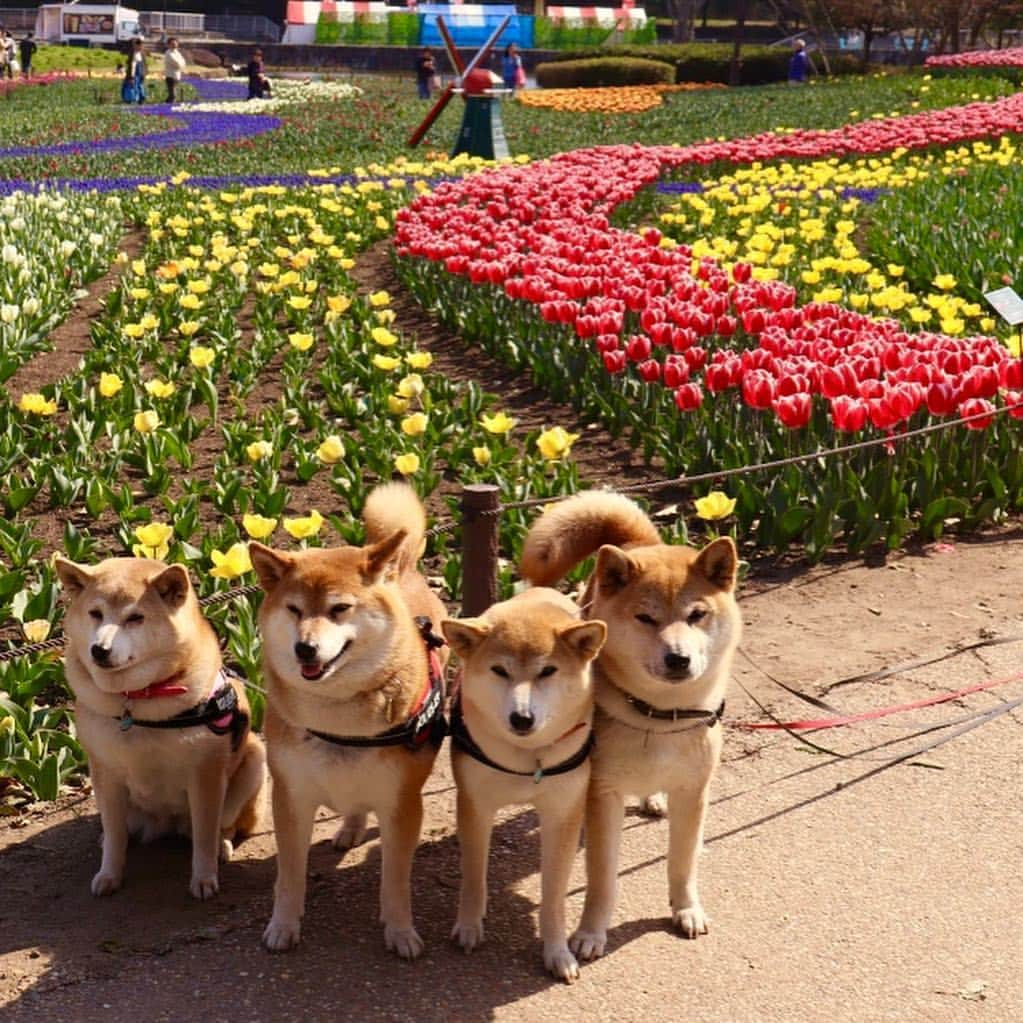 linnmamaさんのインスタグラム写真 - (linnmamaInstagram)「チューリップ🌷祭@木曽三川公園💖〜スワイプしてね😍〜①昨日から始まったチューリップ🌷祭〜きれいに咲いてました😊〜②カラフル💕〜③赤いチューリップ🌷〜④チューリップ畑〜風は強かったけど、暖かくて楽しい花活💐できたよ😍  #柴犬#dog#柴犬凜の勇気凜々every day#shibastagram#チューリップ祭り #木曽三川公園」3月27日 1時00分 - linnmama