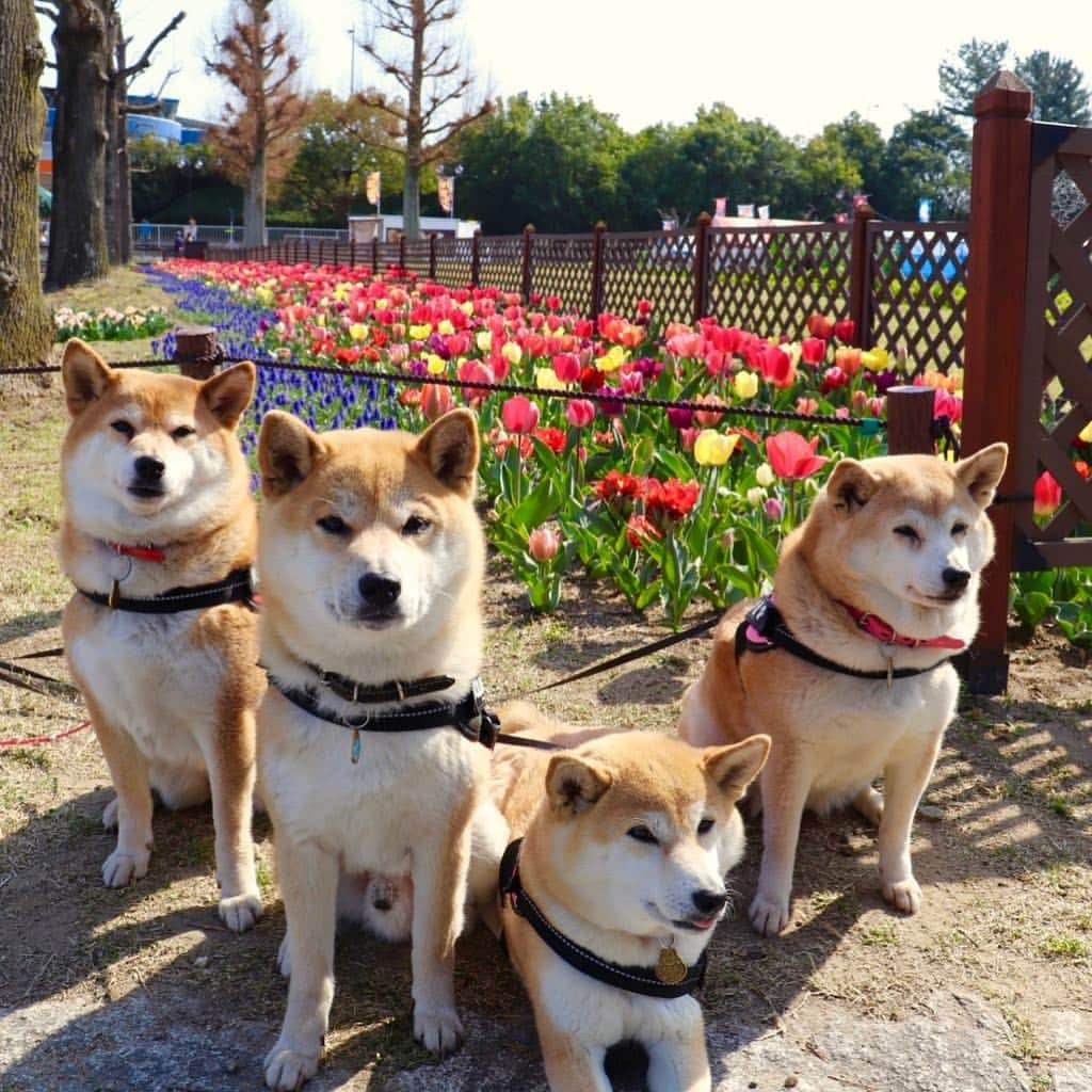 linnmamaさんのインスタグラム写真 - (linnmamaInstagram)「チューリップ🌷祭@木曽三川公園💖〜スワイプしてね😍〜①昨日から始まったチューリップ🌷祭〜きれいに咲いてました😊〜②カラフル💕〜③赤いチューリップ🌷〜④チューリップ畑〜風は強かったけど、暖かくて楽しい花活💐できたよ😍  #柴犬#dog#柴犬凜の勇気凜々every day#shibastagram#チューリップ祭り #木曽三川公園」3月27日 1時00分 - linnmama