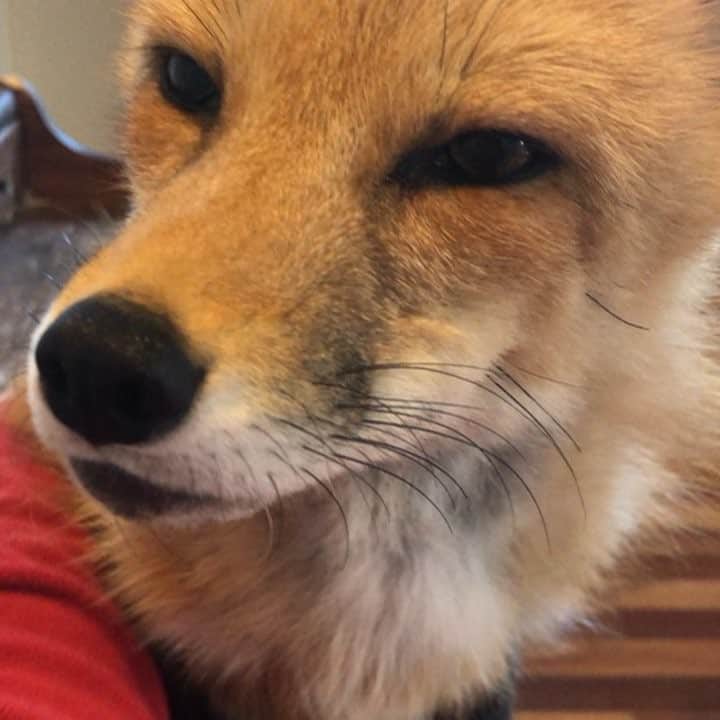 のインスタグラム：「For your Tuesday amusement.... the antics of Viktor.... #fromrussiawithlove . #animalvideos #cheeky #viktor #russian #russiandomesticatedfox #fox #foxes #foxesofinstagram #foxesofig #animalovers #exotic #redfox #videooftheday #animalfunnyvideos #funnyanimalvideos #funnyvideos #conservation #furfree #canid #animalwelfare #sandiego #socal #sd #caliving」