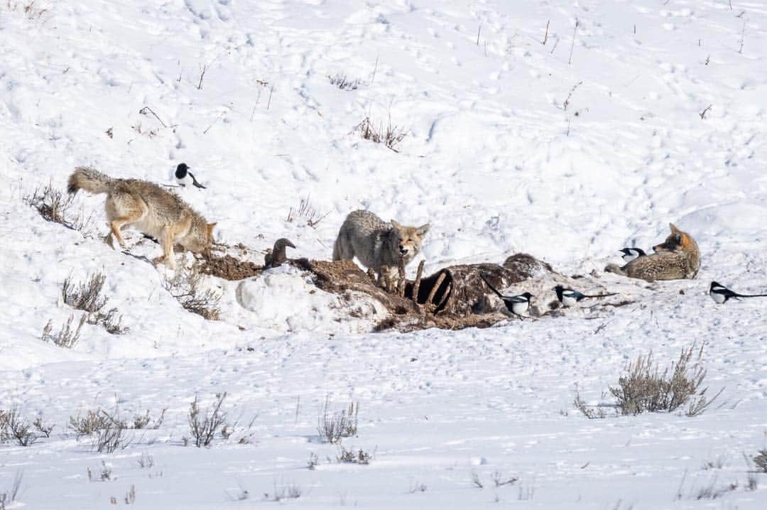 National Geographic Travelさんのインスタグラム写真 - (National Geographic TravelInstagram)「Photo by @michaelclarkphoto | Coyotes devouring a Bison carcass in the Lamar Valley of Yellowstone National Park deep in the heart of winter in Wyoming. We watched for nearly an hour as these three coyotes played together, ate, and fought over choice pieces of meat. The coyotes often dove into the rib cage of the carcass (as can be seen in this image if you look past the front two coyotes) to grab meat deep in the center of the carcass. The whole time a variety of birds waited nearby to get their chance at some food. The following series of images show some of the fights and interplay among the three coyotes. #coyotes #yellowstone #bisonkill #wyoming #lamarvalley」3月27日 1時21分 - natgeotravel