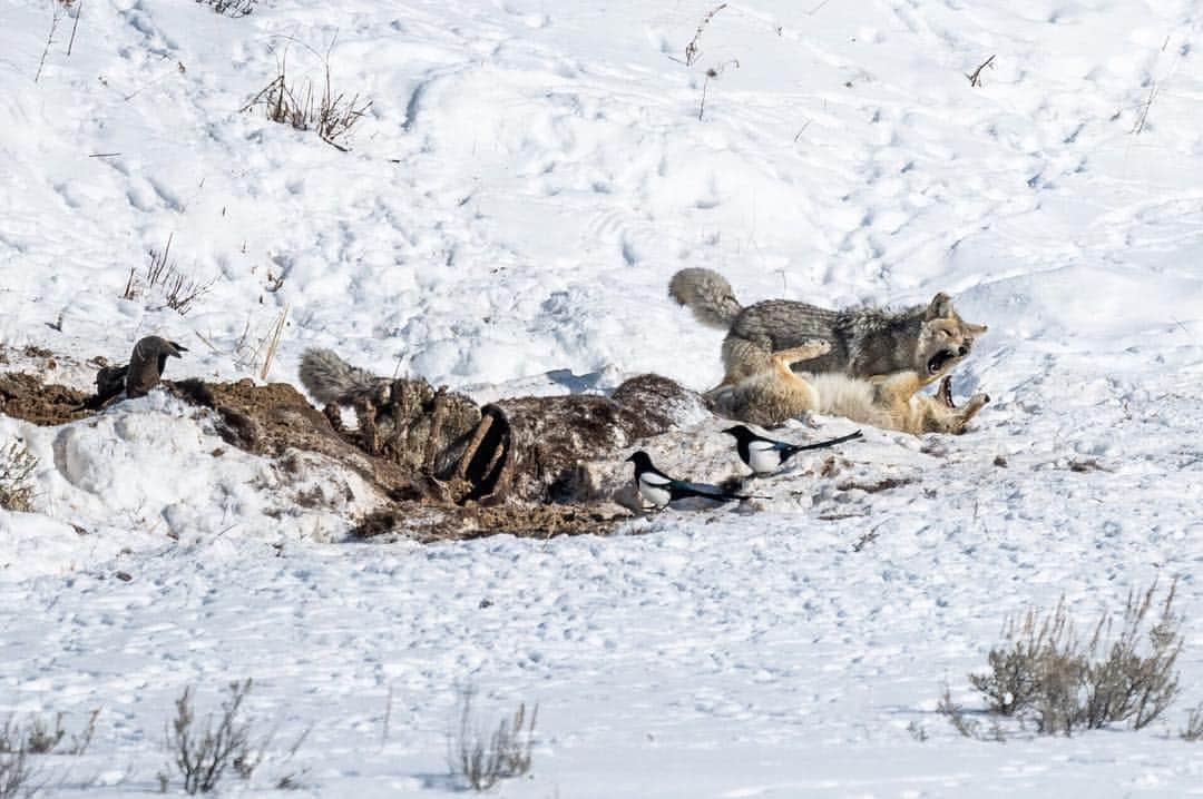 National Geographic Travelさんのインスタグラム写真 - (National Geographic TravelInstagram)「Photo by @michaelclarkphoto | Coyotes devouring a Bison carcass in the Lamar Valley of Yellowstone National Park deep in the heart of winter in Wyoming. We watched for nearly an hour as these three coyotes played together, ate, and fought over choice pieces of meat. The coyotes often dove into the rib cage of the carcass (as can be seen in this image if you look past the front two coyotes) to grab meat deep in the center of the carcass. The whole time a variety of birds waited nearby to get their chance at some food. The following series of images show some of the fights and interplay among the three coyotes. #coyotes #yellowstone #bisonkill #wyoming #lamarvalley」3月27日 1時21分 - natgeotravel