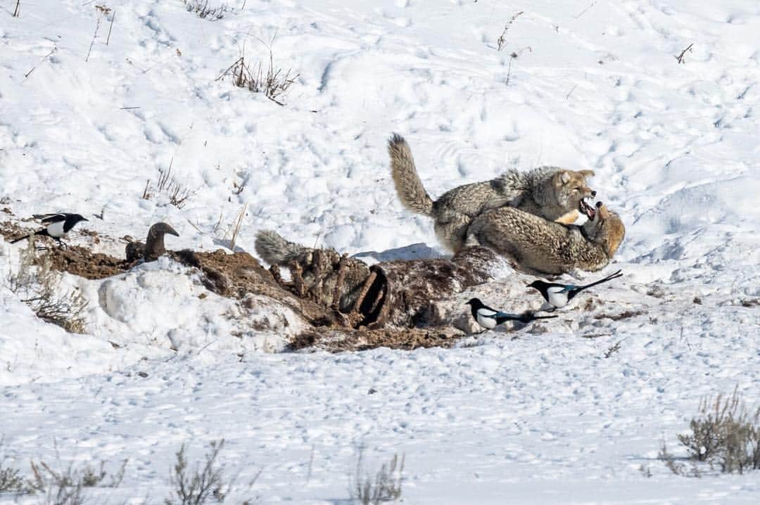 National Geographic Travelさんのインスタグラム写真 - (National Geographic TravelInstagram)「Photo by @michaelclarkphoto | Coyotes devouring a Bison carcass in the Lamar Valley of Yellowstone National Park deep in the heart of winter in Wyoming. We watched for nearly an hour as these three coyotes played together, ate, and fought over choice pieces of meat. The coyotes often dove into the rib cage of the carcass (as can be seen in this image if you look past the front two coyotes) to grab meat deep in the center of the carcass. The whole time a variety of birds waited nearby to get their chance at some food. The following series of images show some of the fights and interplay among the three coyotes. #coyotes #yellowstone #bisonkill #wyoming #lamarvalley」3月27日 1時21分 - natgeotravel