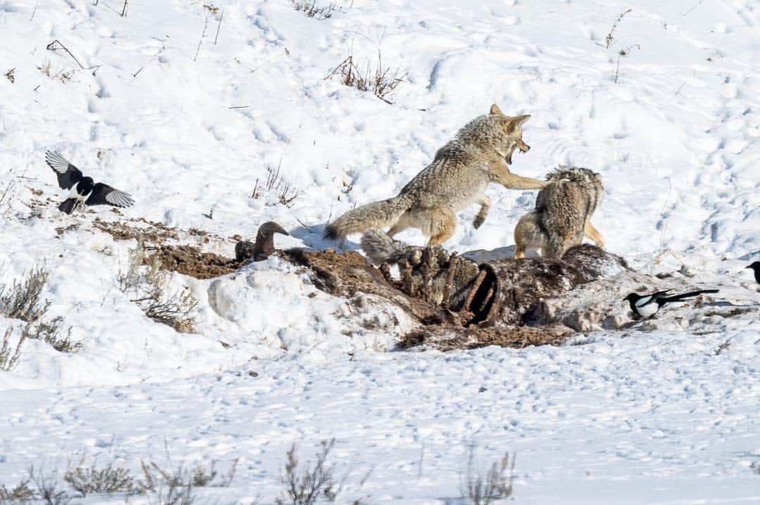 National Geographic Travelさんのインスタグラム写真 - (National Geographic TravelInstagram)「Photo by @michaelclarkphoto | Coyotes devouring a Bison carcass in the Lamar Valley of Yellowstone National Park deep in the heart of winter in Wyoming. We watched for nearly an hour as these three coyotes played together, ate, and fought over choice pieces of meat. The coyotes often dove into the rib cage of the carcass (as can be seen in this image if you look past the front two coyotes) to grab meat deep in the center of the carcass. The whole time a variety of birds waited nearby to get their chance at some food. The following series of images show some of the fights and interplay among the three coyotes. #coyotes #yellowstone #bisonkill #wyoming #lamarvalley」3月27日 1時21分 - natgeotravel