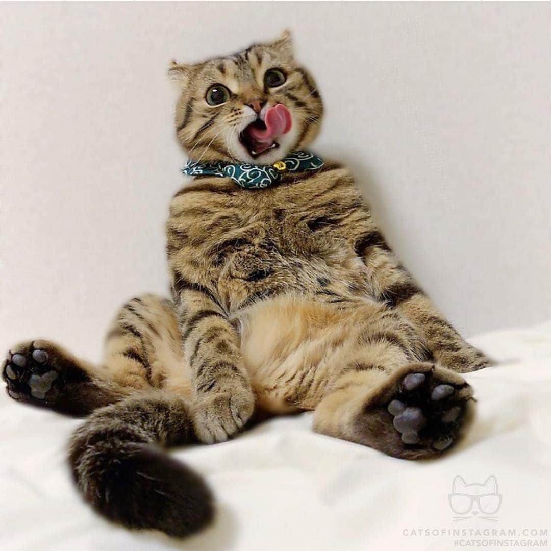 Cats of Instagramさんのインスタグラム写真 - (Cats of InstagramInstagram)「From @rody.tino.tomoko: “Tino is good at sitting and putting out his tongue.😛❤️” #catsofinstagram」3月27日 1時42分 - cats_of_instagram