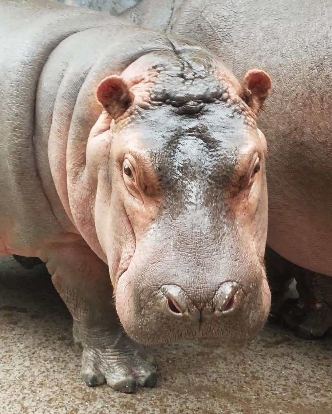 San Diego Zooさんのインスタグラム写真 - (San Diego ZooInstagram)「Hippo #TonyTuesday 🦛🦛🦛🦛🦛🦛🦛🦛🦛🦛🦛🦛🦛🦛🦛🦛🦛🦛🦛🦛🦛🦛🦛🦛🦛🦛🦛🦛🦛🦛🦛🦛🦛🦛🦛🦛🦛🦛🦛🦛🦛🦛🦛🦛🦛🦛🦛🦛🦛🦛🦛🦛🦛🦛🦛🦛🦛🦛🦛🦛🦛🦛🦛🦛🦛🦛🦛🦛🦛🦛🦛🦛🦛🦛🦛🦛🦛🦛🦛🦛🦛🦛🦛🦛🦛🦛🦛🦛🦛🦛🦛🦛🦛🦛🦛🦛🦛🦛🦛🦛🦛🦛🦛🦛🦛🦛🦛🦛🦛🦛🦛🦛🦛🦛🦛🦛🦛🦛🦛🦛 Your favorite hippo tips the scale at a whopping 1425 lbs. He's more curious about his environment and enjoys chasing the wild birds that dare to enter his Hippo Beach habitat. #TonytheHippo #HippoBachelor #wildbirdsbeware #hipposofinstagram #sandiegozoo Thanks to Keeper Jen for the pic.」3月27日 2時01分 - sandiegozoo