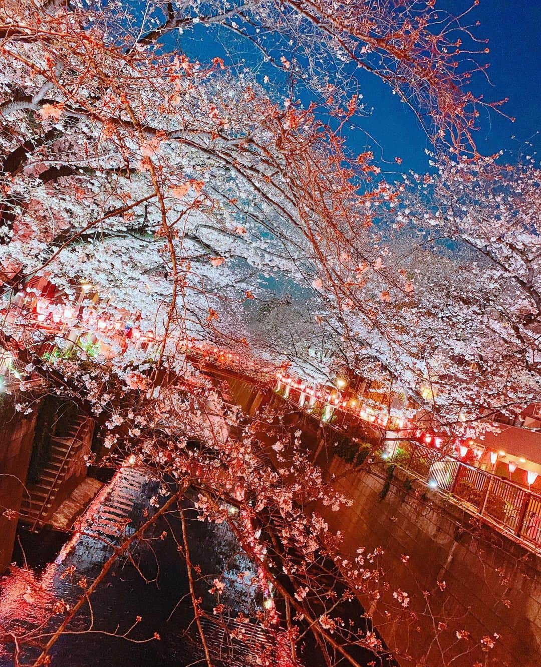 成瀬心美さんのインスタグラム写真 - (成瀬心美Instagram)「🌸 . . 最高に綺麗な 夜桜でした。 . . #sakura #hanami #桜 #さくら #満開までもう少し #夜桜 #お花見 #また今年も来れたね #🌸」3月27日 2時49分 - coco3ndazo