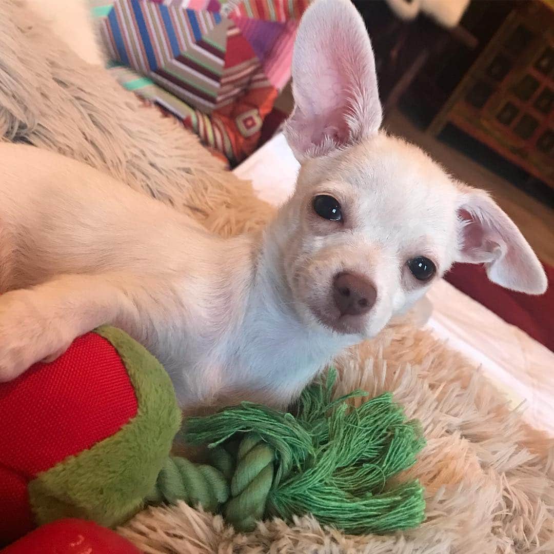マーガレット・チョーさんのインスタグラム写真 - (マーガレット・チョーInstagram)「Now the ears are a little lower. She loves her chili pepper toy! #rescuedog #rescuedogsofinstagram #chihuahua」3月27日 2時50分 - margaret_cho