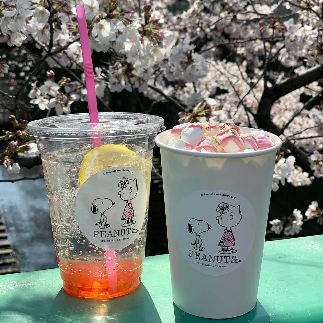 ピーナッツ カフェさんのインスタグラム写真 - (ピーナッツ カフェInstagram)「. 今年も桜の時期がやって来ました！ 目黒川の桜が綺麗に咲いて、今日はお花見日和🌸 散歩のお供に、PEANUTS Cafeの桜ドリンクはいかがですか。 . さくらレモネード（アイス） ￥650(税抜) さくらの焼きマシュマロラテ（ホット） ￥700(税抜) . . @peanutscafe_tokyo  @peanutshotel @peanutsdiner . #PEANUTSCafe #ピーナッツカフェ #PEANUTSCafetokyo #SNOOPY #PEANUTS #スヌーピー #ピーナッツ #中目黒 #目黒川#nakameguro #cafe #カフェ #snoopygrams #リニューアル #オープン #renewal #open #cherryblossom #桜 #サクラ」3月27日 12時45分 - peanutscafe_tokyo