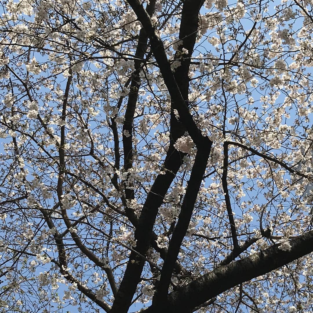 水木一郎さんのインスタグラム写真 - (水木一郎Instagram)「東京では満開が発表されましたが同じ東京でもここの桜は明日あたりが満開かも🌸 #桜  #sakura  #水木一郎  #ichiromizuki」3月27日 12時59分 - ichiromizuki