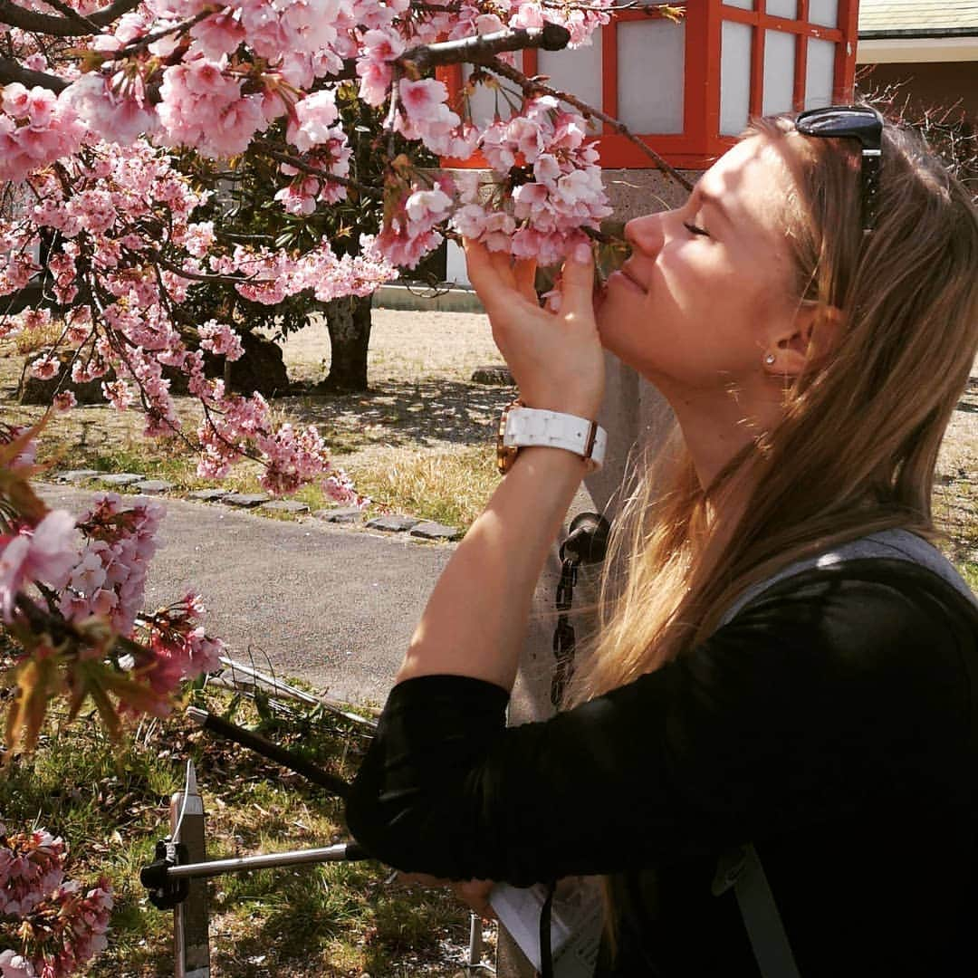 ダーシャ・ゲルムさんのインスタグラム写真 - (ダーシャ・ゲルムInstagram)「Cherry blossoms in beautiful Japan. 😍Always wanted to see them in person.  Checked ✔️ #japan #travel #kyoto #tokyo #cherry #cherryblossom #blooming #spring #nature #march」3月27日 12時51分 - grmdas