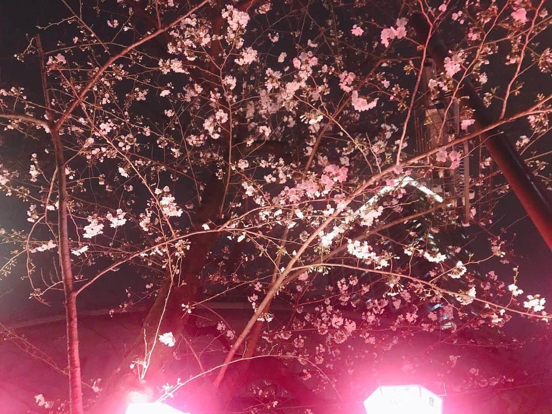 松田実里さんのインスタグラム写真 - (松田実里Instagram)「もう春。 嬉しい春。 鼻が壊れそうな春。 でも好き。  #春 #桜 #夜桜 #もう少しで満開 #フォロバ #フォローミー#F4F #舞台好きな人と繋がりたい #写真好きな人と繋がりたい #japan #tokyo #平成最後の冬 #いいね歓迎 #写真  #love #instagood #followｍe #fashion #팔로우 #셀카 #일상 #松田実里」3月27日 12時55分 - misato_matsuda