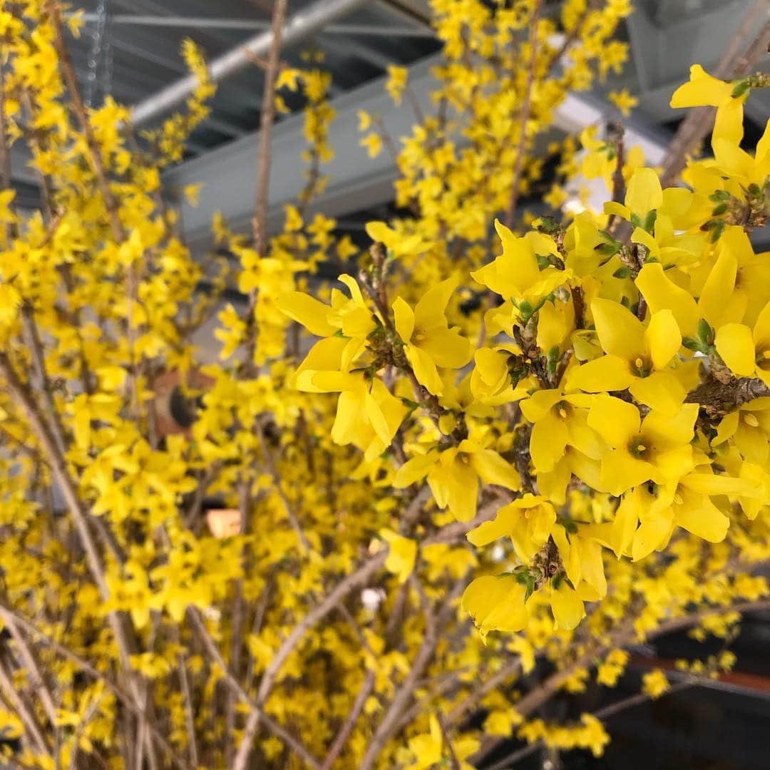 GLOBE SPECS_officialさんのインスタグラム写真 - (GLOBE SPECS_officialInstagram)「代官山店の植栽が新しくなりました。今回は@chibi.flowerさんオススメのレンギョウです。黄色い花がとても綺麗に咲いてます。お越しの際はぜひご覧下さい！  #globespecsdaikanyama  @chibi.flower  #植栽 #ディスプレイ #レンギョウ」3月27日 13時09分 - globespecs_official