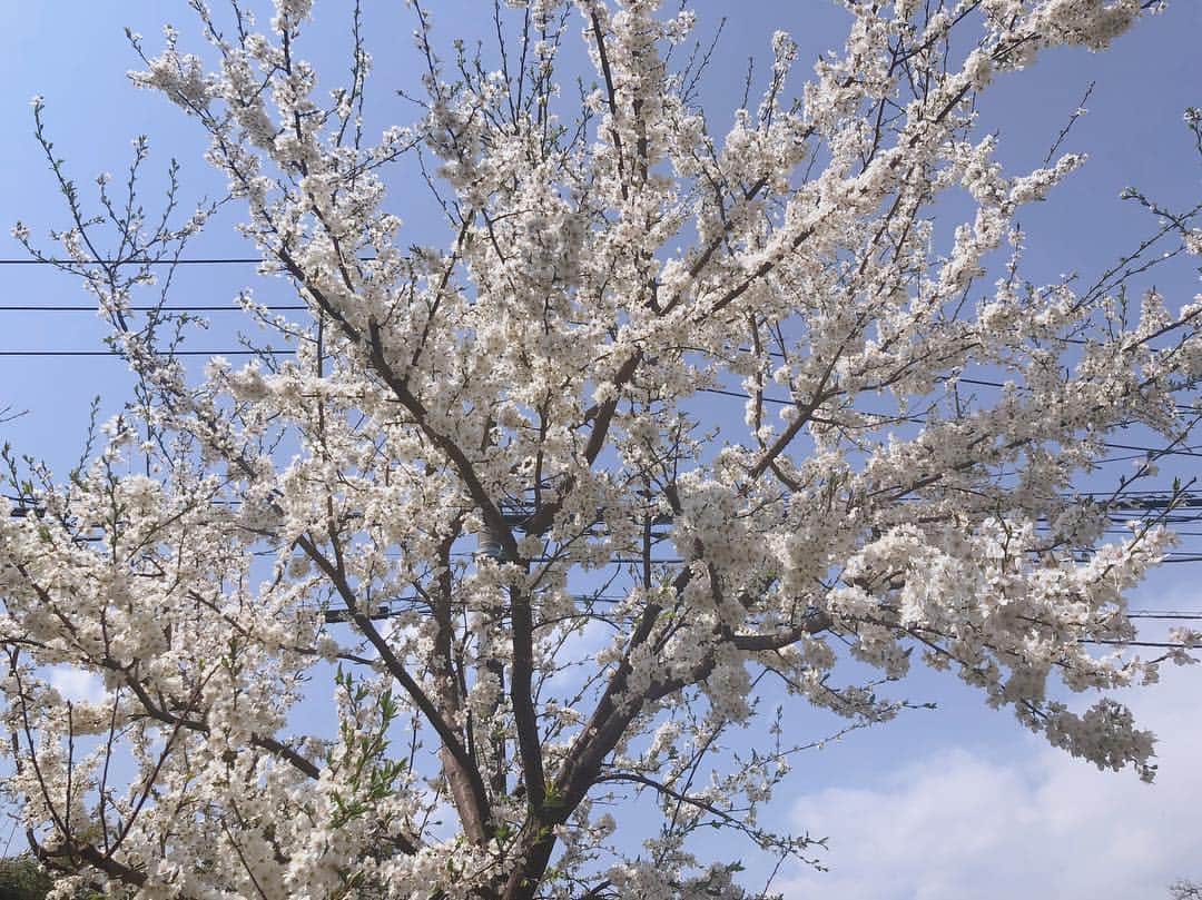 藤本結衣さんのインスタグラム写真 - (藤本結衣Instagram)「お庭のすももが満開になりました🌸」3月27日 13時19分 - yui__fujimoto