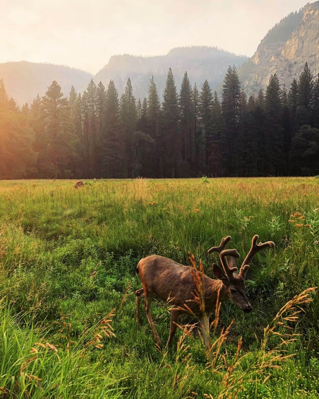 Nikon Australiaさんのインスタグラム写真 - (Nikon AustraliaInstagram)「"I always find the best shots come unplanned. After being disappointed Yosemite was blanketed in thick smoke from nearby wildfires, the smoke lifted creating the perfect conditions for some amazing shots in the haze." - @calvlife  Camera: Nikon #D3400  Lens: AF-P DX Nikkor 18-55mm f/3.5-5.6G Settings: f/10 | 1/160s | ISO 400  #MyNikonLife #Nikon #NikonAustralia #NikonTop #Photography #Yosemite #LandscapePhotography #WildlifePhotography」3月27日 13時30分 - nikonaustralia