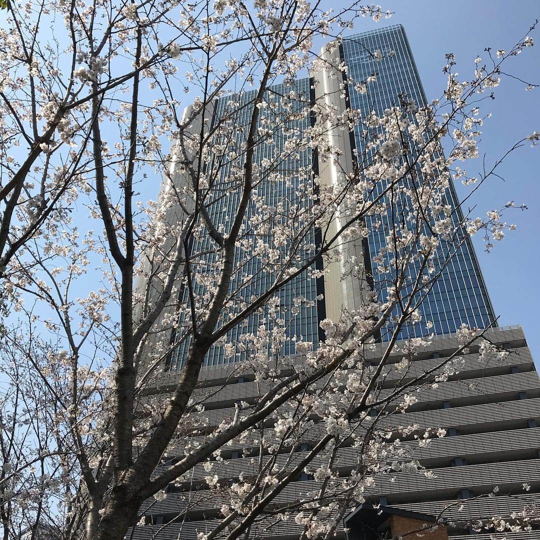 田中ウルヴェ京さんのインスタグラム写真 - (田中ウルヴェ京Instagram)「It’s such a nice spring weather today! So lovely to have a lunch outside in the middle of Tokyo after a business meeting inside! 今日は笹川スポーツ財団でスポーツ白書会議。次の仕事までの時間が中途半端だったので溜池のカフェでランチミーティング。 今日は楽しかった。 入力は楽しい。  どこかで誰かが一緒の方向向いて石を一つずつ積んでるであろうことを信じられるのはうれしい。  多視点他視点は楽しい。 継続行動の大事さを痛感するのは楽しい。  久しぶりに自分のロールモデルにもお会いした。いつもカッコいい。やっぱり中身の引き出し多いのカッコいい。 行動してるのはカッコいい。 長所も短所もカッコいい。🤣 やっぱり頑張ろう。ちゃんとネガティブもポジティブも使おう。 今日は今日しかないからなー。」3月27日 13時31分 - miyako.tanaka.oulevey
