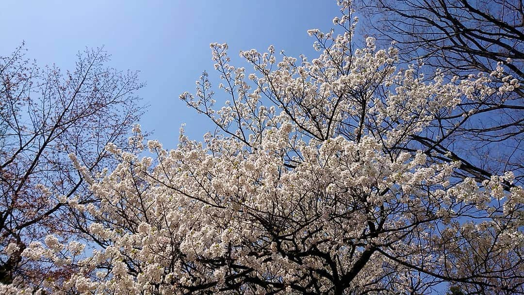 桜花さんのインスタグラム写真 - (桜花Instagram)「春みっけ＼(^^)／🌸 うっすらピンクの桜🌸  とても可愛い🍀  春が来たよと教えてくれる、季節の花ってとても素敵だなと思います✨  #桜  #cherrybrossam #花  #春  #spring  #pink #skyblue  #空 #風情」3月27日 13時46分 - mountainohka