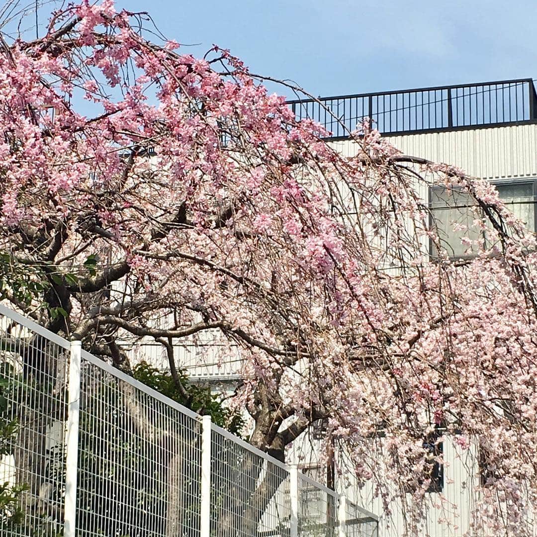高羽そらのインスタグラム：「毎年我が家に春を告げる一番桜は、地元中学校近くの公民館にある、この早咲きのしだれ桜。この桜が満開になると、いよいよ神戸のソメイヨシノが開花するよ！ #さくら #神戸」