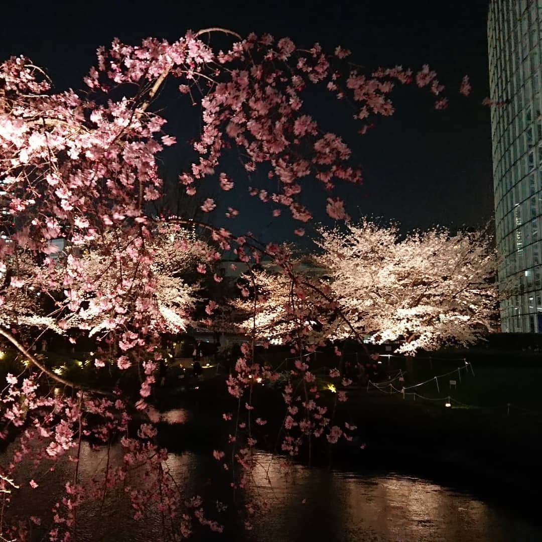 田畑祐一さんのインスタグラム写真 - (田畑祐一Instagram)「毛利庭園の夜桜🌸 やっぱりかなり早いですね 今週末、少し寒くなるらしいですが、ここの桜は見頃になりそうです🌸🌸🌸 #六本木ヒルズ #毛利庭園 #桜 #テレビ朝日」3月27日 14時00分 - tabatayuichi