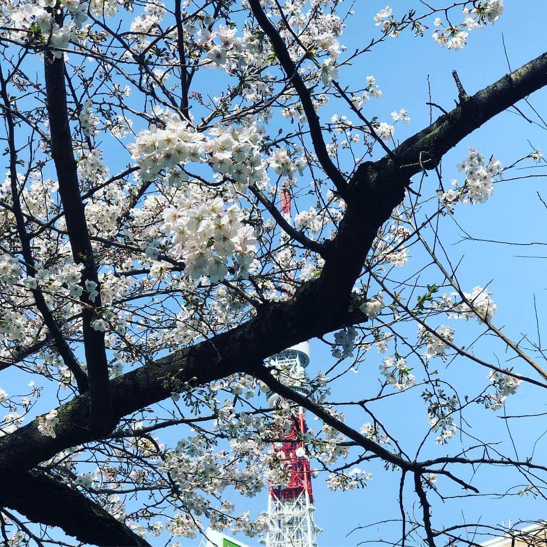 鈴木央紹のインスタグラム：「桜が満開！ いい天気です。 #桜満開 #東京タワー」
