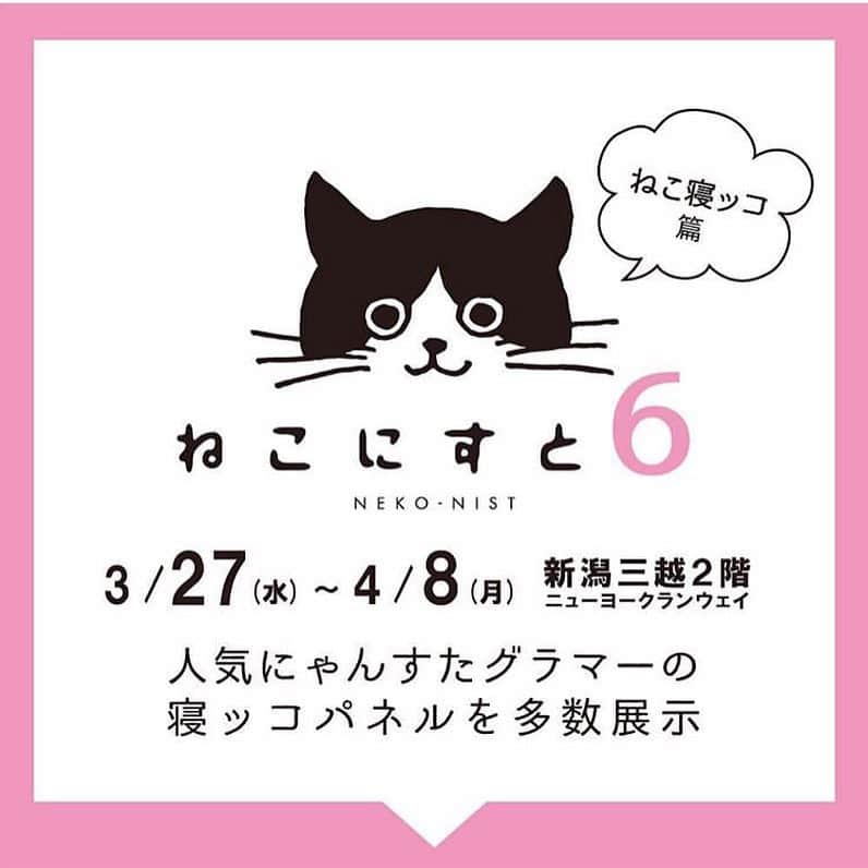 midoriさんのインスタグラム写真 - (midoriInstagram)「. .  3月27日〜4月9日まで 名古屋 栄三越にて 『ねこにすと展』 開催中です💗💗. . . 我が家にいた頃の 可愛いムウくんをパネルにしていただきました🙏💗🙏💗. . . お近くの方は是非、探してみてくださいね💗💗. . .  私も近くなら行きたかった〜〜😭😭. . . @neko_nist . . .  #ねこ#猫#ねこすたぐらむ #にゃんこ #にゃんすたぐらむ#猫好き #猫好きな人と繋がりたい #保護猫 #猫好きさんと繋がりたい #ねこにすと #みんねこ#ピクネコ#ペコねこ部#ねこ部  #catstagram#cats_of_instagram#cat#catsofinstagram#kittycat#petsofinstagram#pet#instacat#bestmeow#meowbox #neko #instagram #instagood #meow#pets#sleepycat」3月27日 14時03分 - midorinotanbo