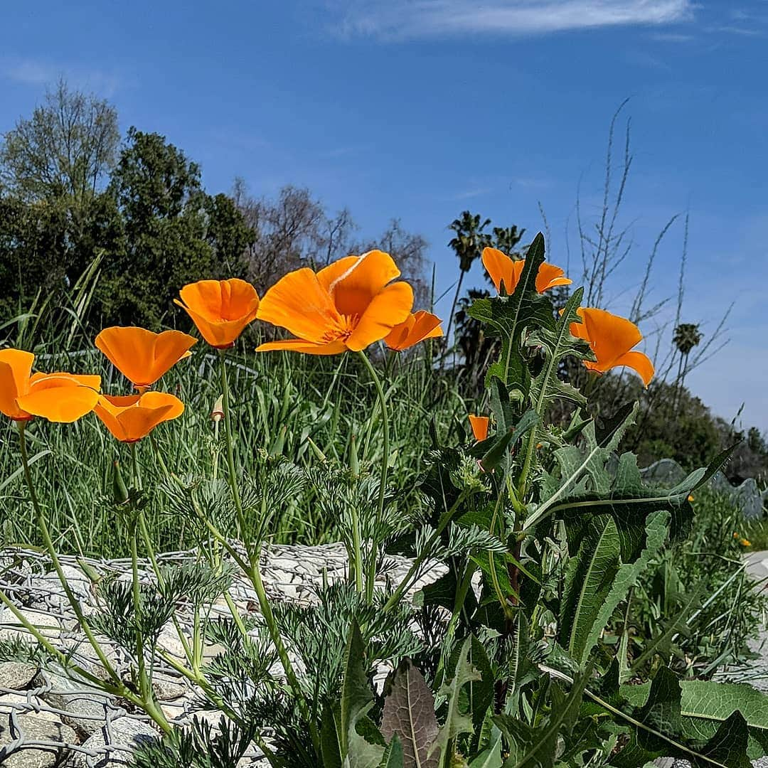 ベアトリサ・リャンさんのインスタグラム写真 - (ベアトリサ・リャンInstagram)「Happy spring! 🌼🌻🌺🌹🌷 Found some #CaliforniaPoppies on our walk today and feeling #grateful that I live in such a beautiful place 😊 find something that makes you smile today.  #california #losangeles #caligirl #socalliving #socal #poppies #springtime #flowers #smile」3月27日 5時27分 - bebe_liang