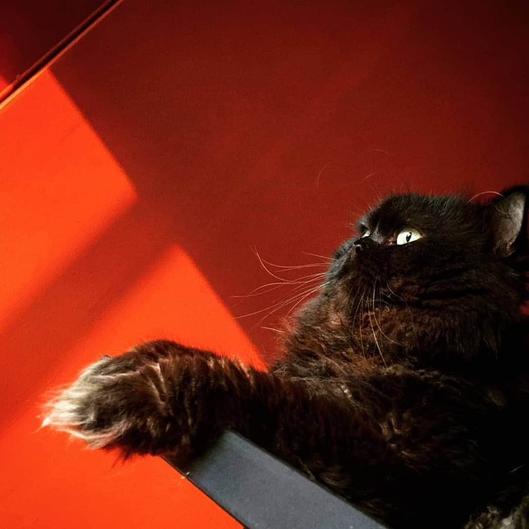 CatStockerさんのインスタグラム写真 - (CatStockerInstagram)「Hello! #catstocker is here!  Follow our FURRriend @yurikoong  Scroll right for more pictures 👉 . . . . .  #cat #neko #mačka #chat #kočka #котка #kotek #kot #кіт #mače #кошка #кот #katze #gato #gatto #kissa #kattunge #猫 #고양이 #貓 #kedi #köttur #kissanpentu #חתול #кішка #gatinho #котенок #gatito #kitten」3月27日 5時37分 - catstocker