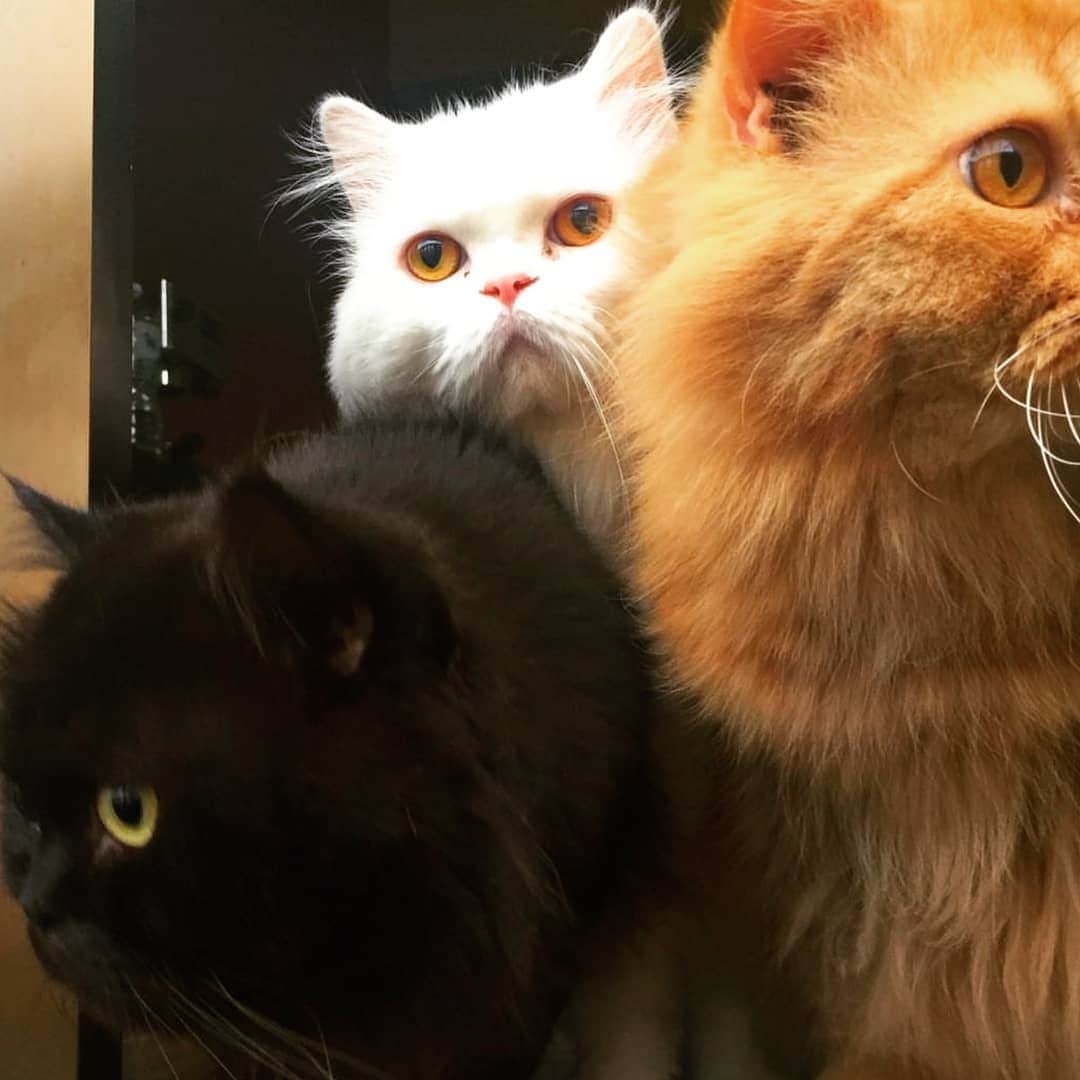 CatStockerのインスタグラム：「Hello! #catstocker is here!  Follow our FURRriend @yurikoong  Scroll right for more pictures 👉 . . . . .  #cat #neko #mačka #chat #kočka #котка #kotek #kot #кіт #mače #кошка #кот #katze #gato #gatto #kissa #kattunge #猫 #고양이 #貓 #kedi #köttur #kissanpentu #חתול #кішка #gatinho #котенок #gatito #kitten」