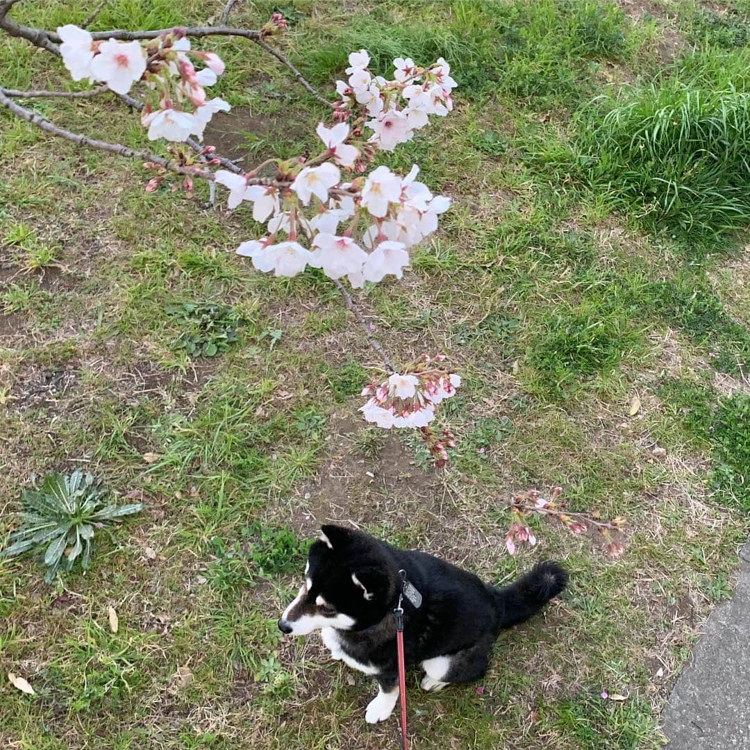 くろさんのインスタグラム写真 - (くろInstagram)「朝んぽ🐾 近所のソメイヨシノ🌸まだ一部の木が開花してるだけ #ソメイヨシノ #今週末が見頃かな  #kuroshiba #blackshiba #shibainu #shibastagram #instadog #dogstagram #柴犬 #黒柴 #黑柴 #日本犬 #和犬 #シニア犬 #癒し犬 #いぬら部 #ふわもこ部 #柴犬部 #モフモフ生命体 #柴犬のいる暮らし #わんこのいる暮らし #わんこのいる生活 #わんこと一緒 #わんダフォ #わんだふるjapan」3月27日 6時17分 - m6bmw