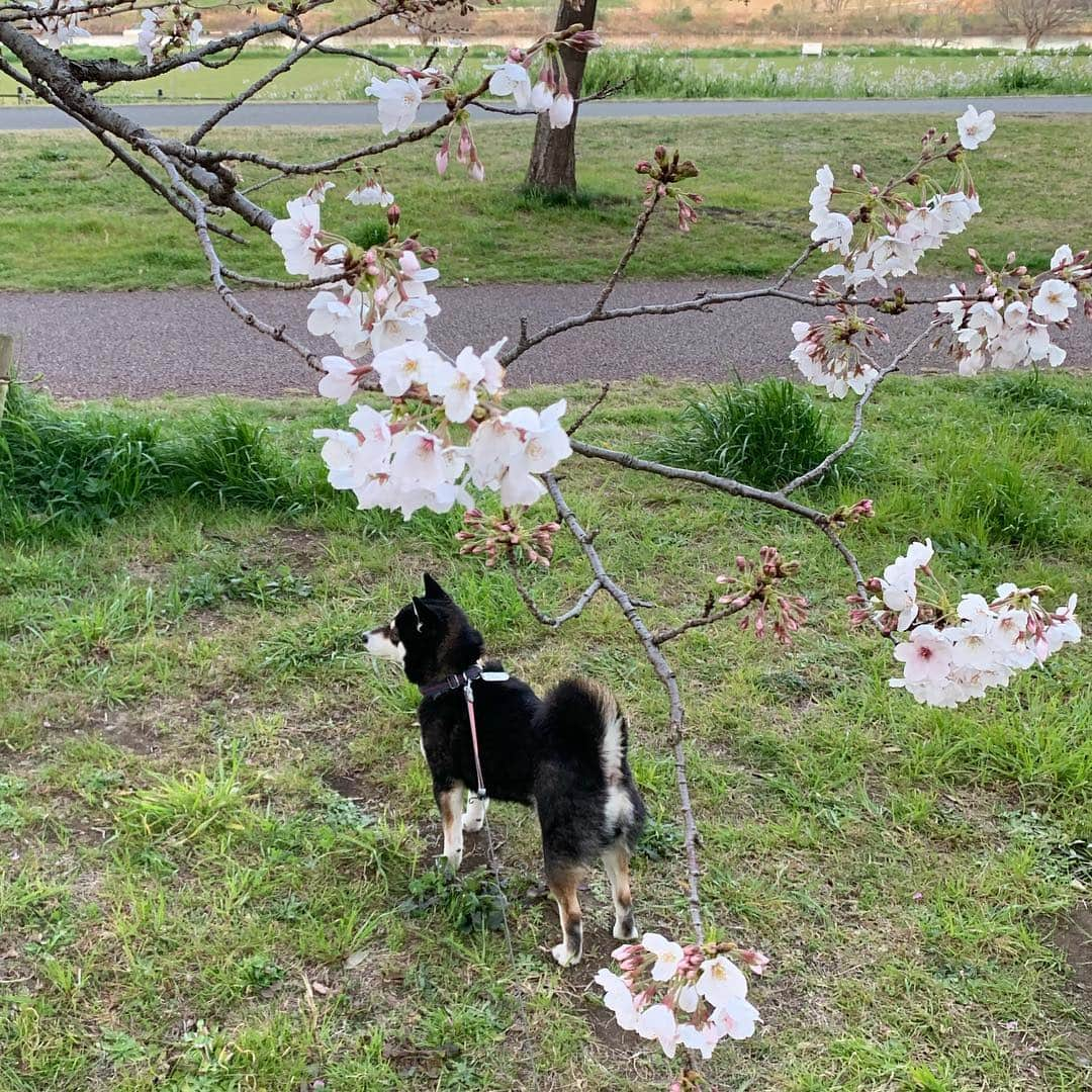 くろさんのインスタグラム写真 - (くろInstagram)「朝んぽ🐾 近所のソメイヨシノ🌸まだ一部の木が開花してるだけ #ソメイヨシノ #今週末が見頃かな  #kuroshiba #blackshiba #shibainu #shibastagram #instadog #dogstagram #柴犬 #黒柴 #黑柴 #日本犬 #和犬 #シニア犬 #癒し犬 #いぬら部 #ふわもこ部 #柴犬部 #モフモフ生命体 #柴犬のいる暮らし #わんこのいる暮らし #わんこのいる生活 #わんこと一緒 #わんダフォ #わんだふるjapan」3月27日 6時17分 - m6bmw