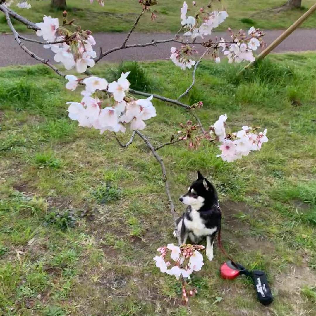 のインスタグラム：「朝んぽ🐾 近所のソメイヨシノ🌸まだ一部の木が開花してるだけ #ソメイヨシノ #今週末が見頃かな  #kuroshiba #blackshiba #shibainu #shibastagram #instadog #dogstagram #柴犬 #黒柴 #黑柴 #日本犬 #和犬 #シニア犬 #癒し犬 #いぬら部 #ふわもこ部 #柴犬部 #モフモフ生命体 #柴犬のいる暮らし #わんこのいる暮らし #わんこのいる生活 #わんこと一緒 #わんダフォ #わんだふるjapan」