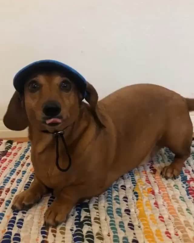 DogsOf Instagramのインスタグラム：「“I don’t squat, I eat pizza 🍕 “ writes @dextythedachshund」