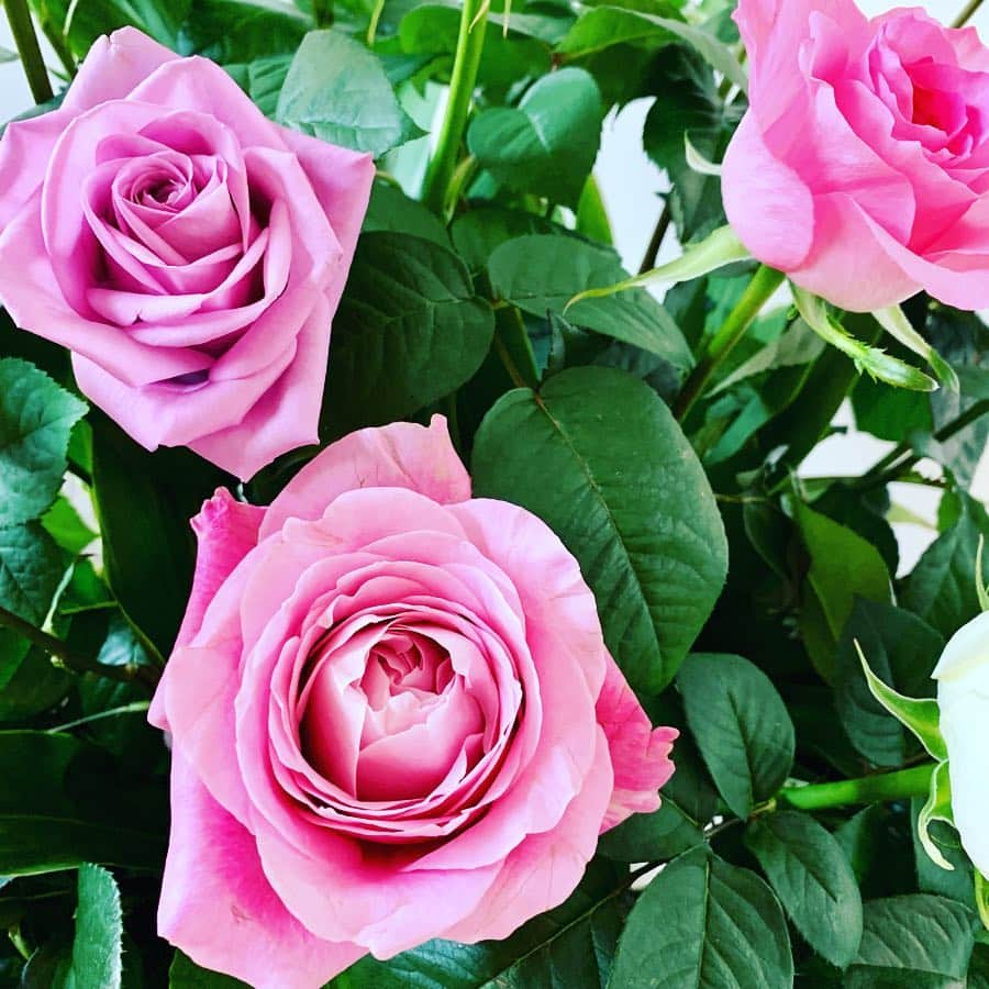 神田うのさんのインスタグラム写真 - (神田うのInstagram)「パパ💕（主人）から心のビタミン補給（笑） #お花 は#心のビタミン#薔薇#ローズ#rose#ローズアレンジメント#ローズギャラリー#rosegallery#嬉しい#贈り物#しょっちゅう#薔薇のプレゼント をしてくれます#感謝#ありがとう#ビタミン補給 されています（笑）#薔薇大好き」3月27日 6時52分 - unokandaofficial