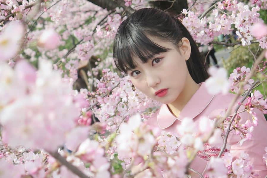 田中美久さんのインスタグラム写真 - (田中美久Instagram)「国立劇場前の桜🌸. . この前行ってきました✨ さくちゃんのInstagramにも登場した桜！その国立劇場前の桜はもう満開🌸とっっっても綺麗でした！！. . ここの桜の木は地面近くまで伸びていて写真がとっても撮りやすいですよ！！桜の花びら色のピンクもとても可愛いです🌸 #桜 #cherryblossom #pink #tokyo #国立劇場 #宮脇咲良 さん#Miyawakisakura  #もうすぐ春ですよ #さくら #sakura #🌸 #spring #cute #映えスポット #真似してみた #場所真似してみた #満開の桜と美久」3月27日 6時58分 - mikumonmon_48