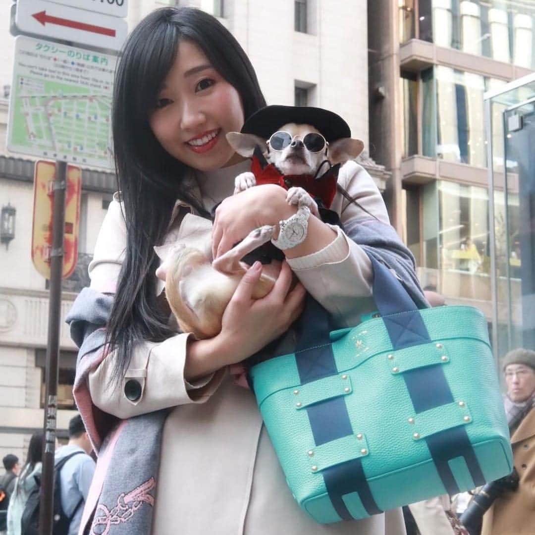 紋次郎さんのインスタグラム写真 - (紋次郎Instagram)「Japanese beauy😊 先週末、一度お目にかかりたかった @mitsuki_shimada さんが徳島からきていて、少しだけお会いできました！ IGの写真のままの綺麗さでびっくり そして、彼女の正体は…スワイプしてね（笑） ちなみに、この方のtiktokの動画がすごく好きなんです😊  #dog#dogstagram#instadog#chihuahua#barkbox#mydogiscutest#buzzfeed#dog_features#fluffypack#barkpack#dogsofinstaworld#dogsofinstagram#犬#チワワ#手作り#handmade#着物#fashion#紋次郎一家#チーム茶#ふわもこ部#igersjp#peco犬部#dogsofinstagram#dogfashion」3月27日 7時19分 - montjiro