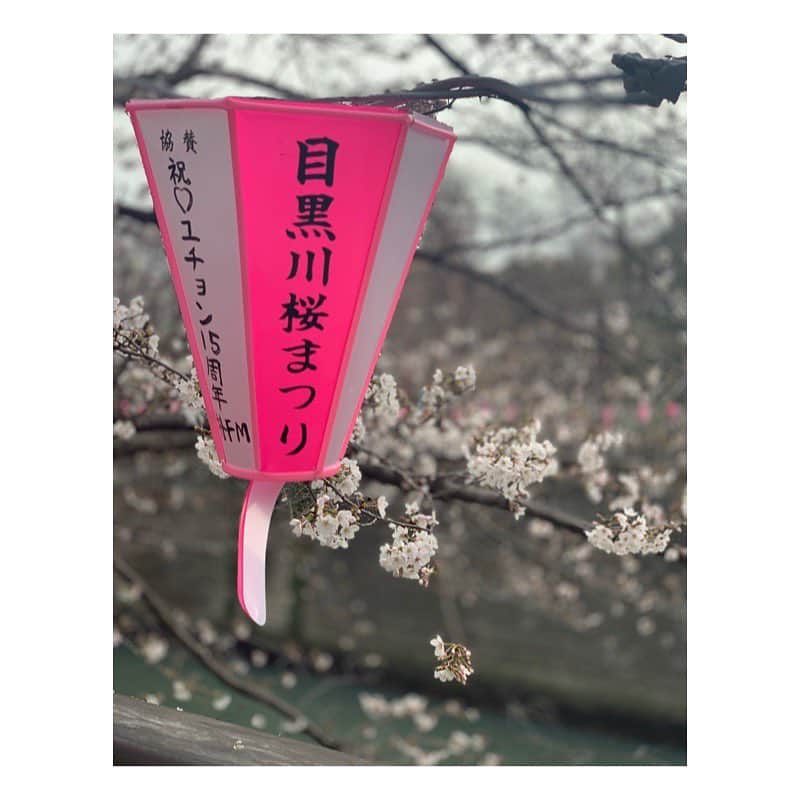 市橋有里さんのインスタグラム写真 - (市橋有里Instagram)「おはようございます。先日の中目黒の桜は思ったよりも咲いていました🌸肌寒いとしばらく持ちそうですね！なんだかんだで7キロくらい歩いていましたw今年はお花見何回できるかな。今日も良い一日を✨ ・ #お花見 #中目黒 #桜 #お花見散歩  #お花見run」3月27日 7時36分 - ariichihashi