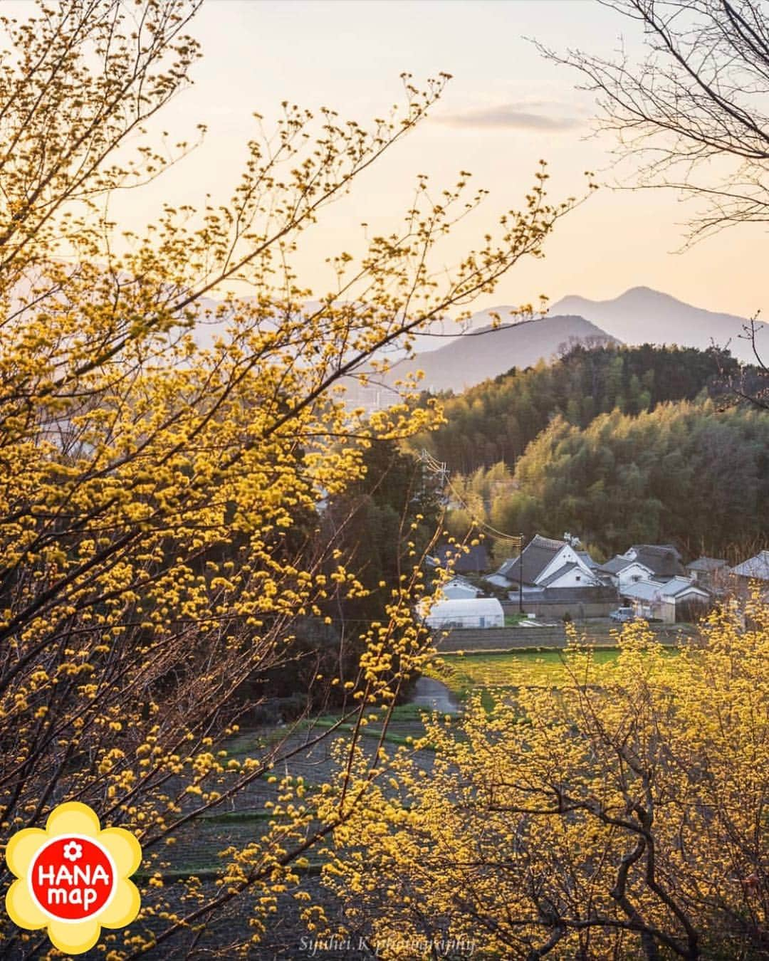 はなまっぷ❁日本の花風景のインスタグラム