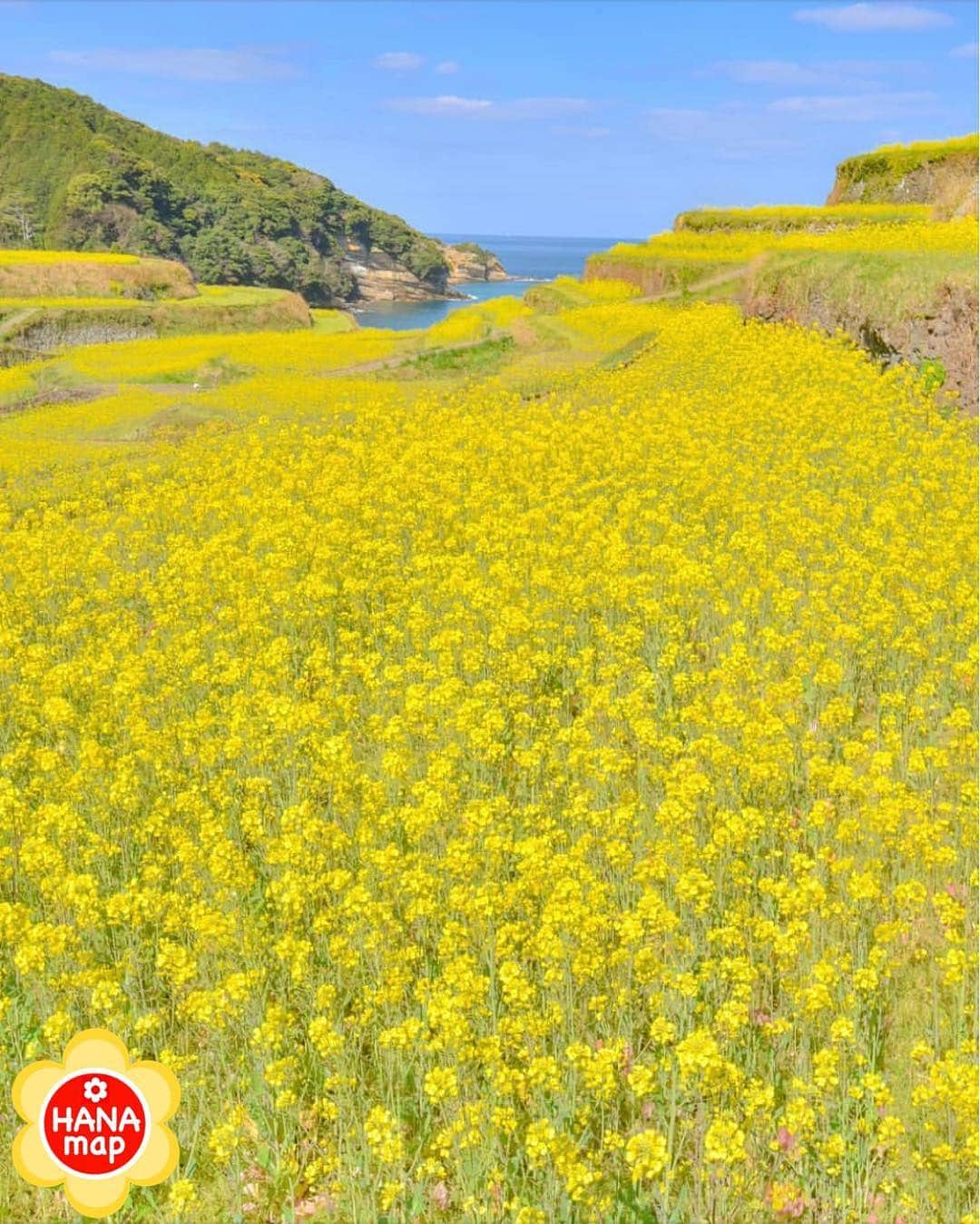 はなまっぷ❁日本の花風景さんのインスタグラム写真 - (はなまっぷ❁日本の花風景Instagram)「🌸はなまっぷ🌸 * @kkazu4848 さんの 花のある風景に花まるを💮 * 海を眺める棚田に咲く色鮮やかな菜の花をありがとうございます😊🌸 * 佐賀  #浜野浦の棚田 Genkai, Saga Pref. * 🌼菜の花の花言葉📝🌼 小さな幸せ、元気いっぱい * 見頃を過ぎている場合もございます。お出かけの際はHP等で最新の情報をご確認くださいね🙏🌸 * 🌸•••🌸•••🌸•••🌸•••🌸•••🌸 * いつも素敵なお花をありがとうございます😊 日本の花のある風景にタグ付けしてください🌸 お花があれば何でもOKです💓 * #はなまっぷ * #日本の美しい花風景#花のある風景#花#花言葉#花畑#菜の花#菜の花畑#風景#棚田」3月27日 8時05分 - hanamap