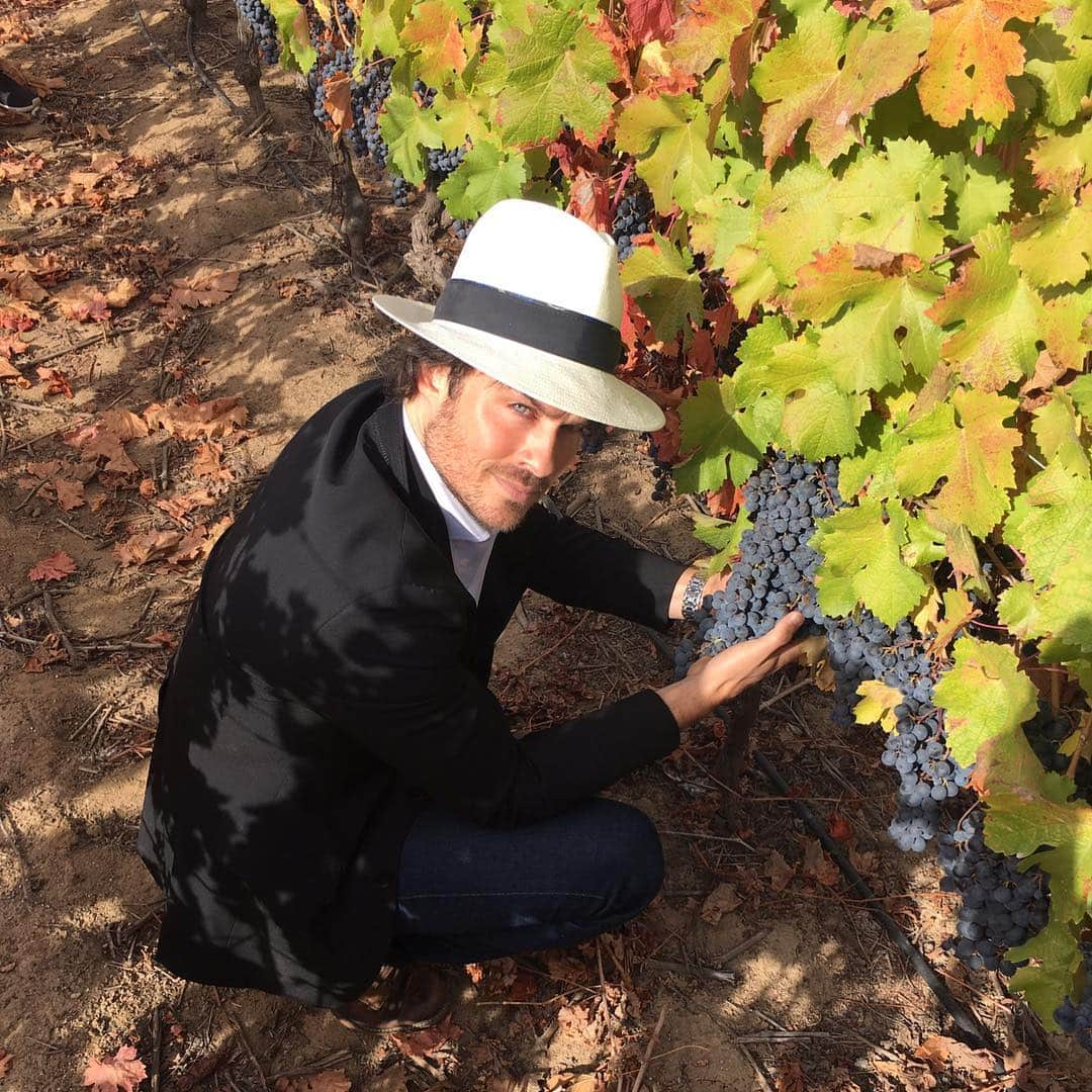 イアン・サマーホルダーさんのインスタグラム写真 - (イアン・サマーホルダーInstagram)「I think it’s time You and I went wine tasting in California... what do you think? Click the link in my bio! This will be so much fun and all benefits @isfofficial  Let’s do this!」3月27日 8時06分 - iansomerhalder