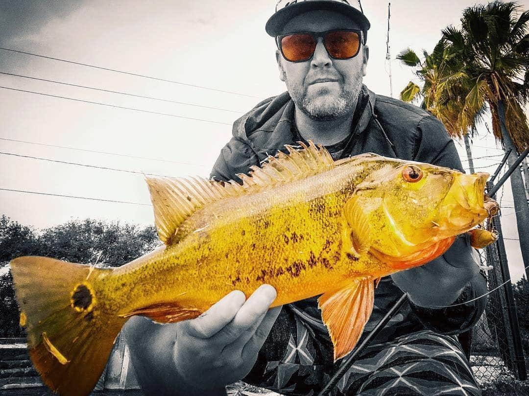 Electric_Fishingさんのインスタグラム写真 - (Electric_FishingInstagram)「See Them Before They See You!  @losingfishdaily taking advantage of the bronze polarized lens to sight fish peacock bass in South Florida.⁣ ⁣ #ElectricSunglasses⁣ #PolarizedSunglasses⁣ #StyleThatPerforms⁣ #ElectricFishing #fishing #peacockbass」3月27日 8時07分 - electric_fishing