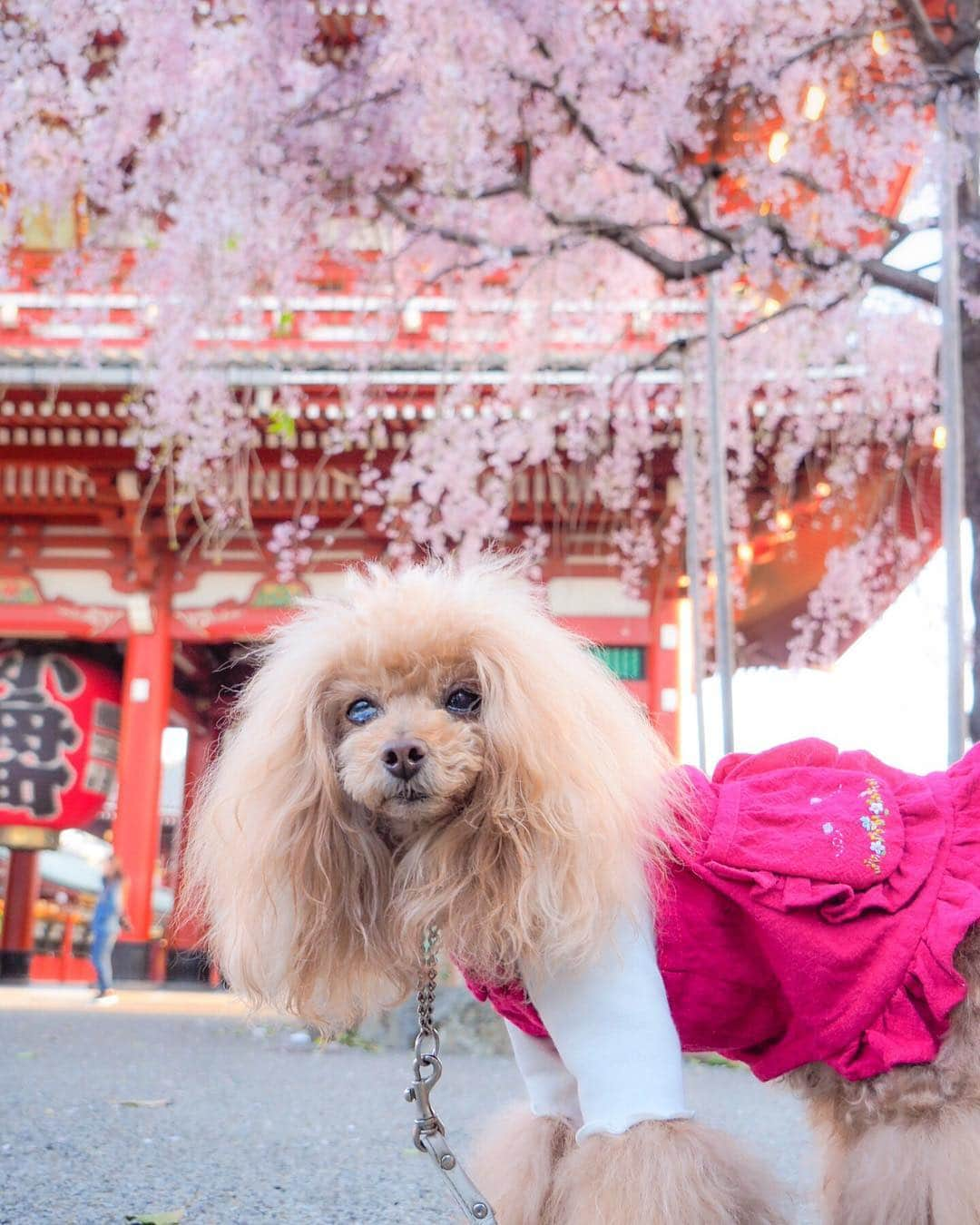 Toypoodle Mikuru?Asakusa Tokyoさんのインスタグラム写真 - (Toypoodle Mikuru?Asakusa TokyoInstagram)「20190327 Wednesday. Good morning! Friends 💓 セイテーン☀️ マンカーイ🌸 ...というわけでもない八分咲きくらい？ . ❶ 宝蔵門前 ❷ うるうる🥺 なんで？ ❸ 浅草神社でペコママダッシュ💨動画 ❹ みくるの法則 道連れ編動画 . 今日からダイエット 今日から禁酒 今日で退職 どれもできません。 オーマイガー🤷‍♀️ . #三春の滝桜 #浅草寺 #桜」3月27日 8時08分 - purapura299