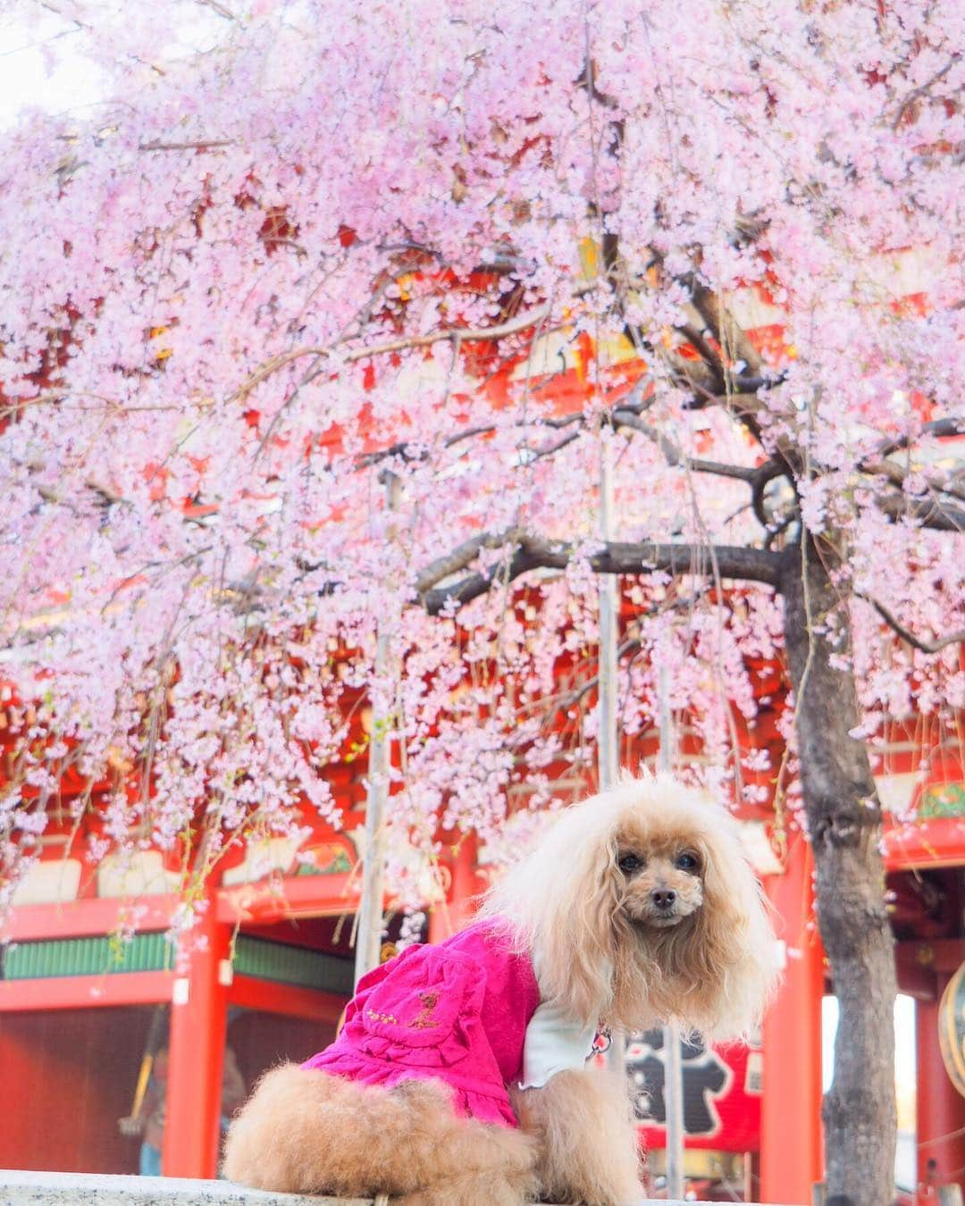 Toypoodle Mikuru?Asakusa Tokyoさんのインスタグラム写真 - (Toypoodle Mikuru?Asakusa TokyoInstagram)「20190327 Wednesday. Good morning! Friends 💓 セイテーン☀️ マンカーイ🌸 ...というわけでもない八分咲きくらい？ . ❶ 宝蔵門前 ❷ うるうる🥺 なんで？ ❸ 浅草神社でペコママダッシュ💨動画 ❹ みくるの法則 道連れ編動画 . 今日からダイエット 今日から禁酒 今日で退職 どれもできません。 オーマイガー🤷‍♀️ . #三春の滝桜 #浅草寺 #桜」3月27日 8時08分 - purapura299