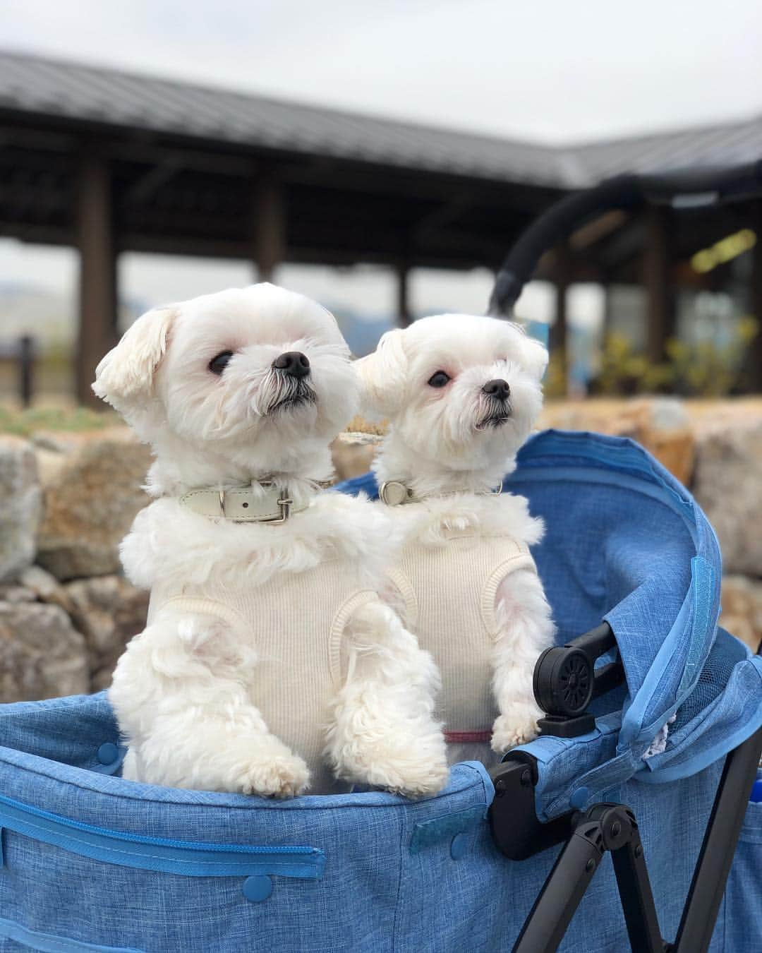 マルチーズ兄妹♡おかゆとおもちさんのインスタグラム写真 - (マルチーズ兄妹♡おかゆとおもちInstagram)「…🇯🇵🐶🐶 . おかゆ＆おもち ツーショット📷💖 兄妹だけど、夫婦にも見える？！🐶💕🐶 . 2枚目はせんとくんとご対面‼️ おっかなビックリ‼️🤣 . . .. #maltese #malteseofinstagram #happydog #dogsmile #doglove #doglover #dogstagram #instadog #lovedogs #ilovemydog #cutedog #dogoftheday #instapet #말티즈 #fluffypack . #okayusan #マルチーズ #犬バカ部 #白い犬 #わんこ #愛犬 #犬のいる暮らし #エブリドッグ  #ふわもこ部  #マルチーズ兄妹  #せんとくん #平城宮跡 .」3月27日 8時08分 - okayusan20150421