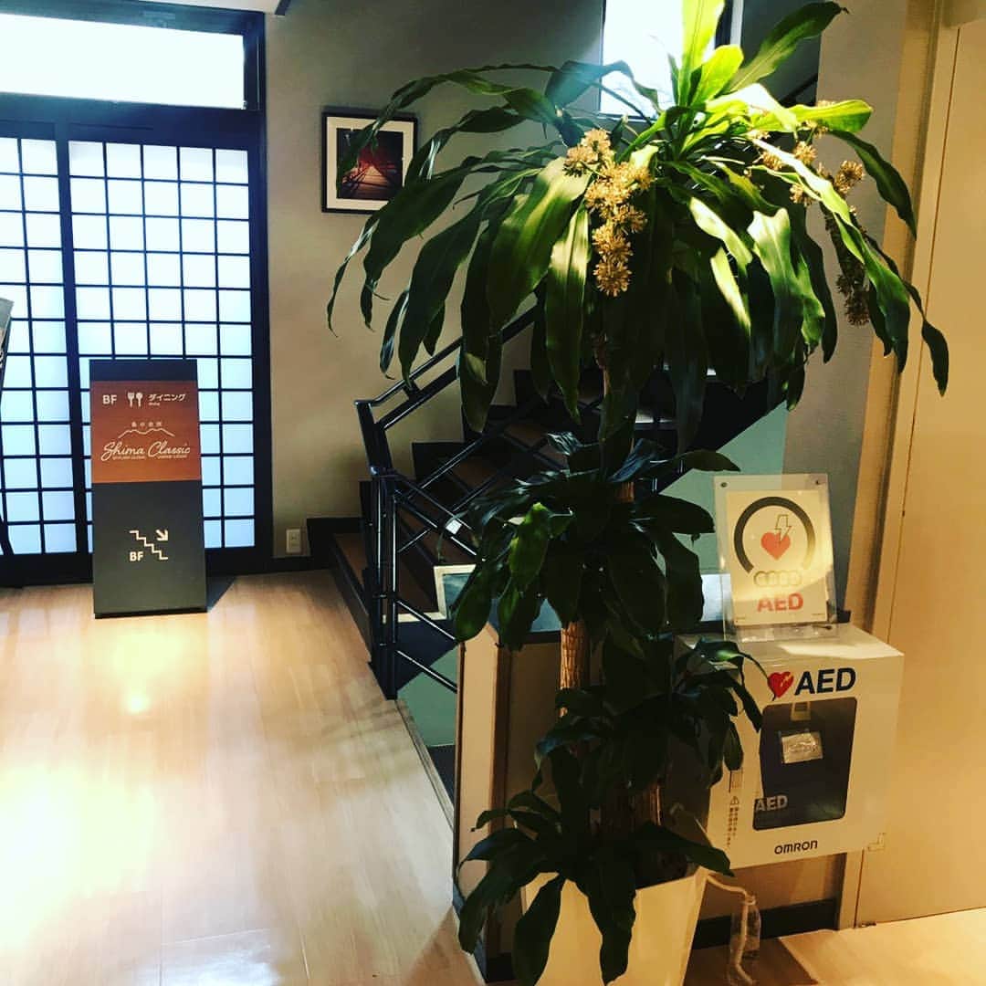 ホテル宮島別荘さんのインスタグラム写真 - (ホテル宮島別荘Instagram)「おはようございます。ホテル宮島別荘の松本です。2017年のオープン時に頂いた観葉植物ドラセナ（幸福の木）に花が咲きました。数年に一度咲くようなのでぜひ見てみて下さい。良い香りがしますよ。 #宮島 #広島 #ホテル宮島別荘 ＃ドラセナ　＃幸福」3月27日 8時13分 - _miyajima_villa
